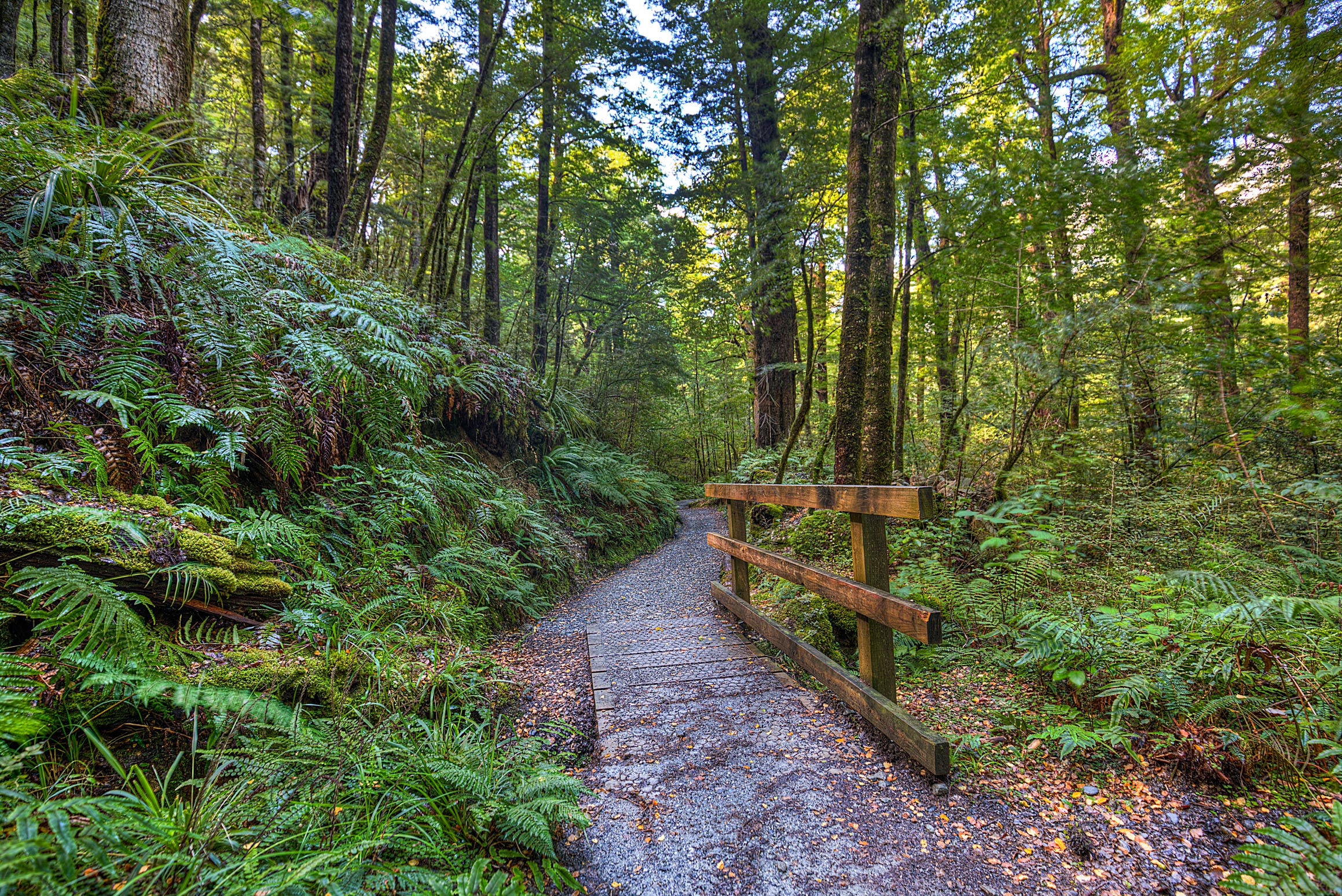 ForestBridge