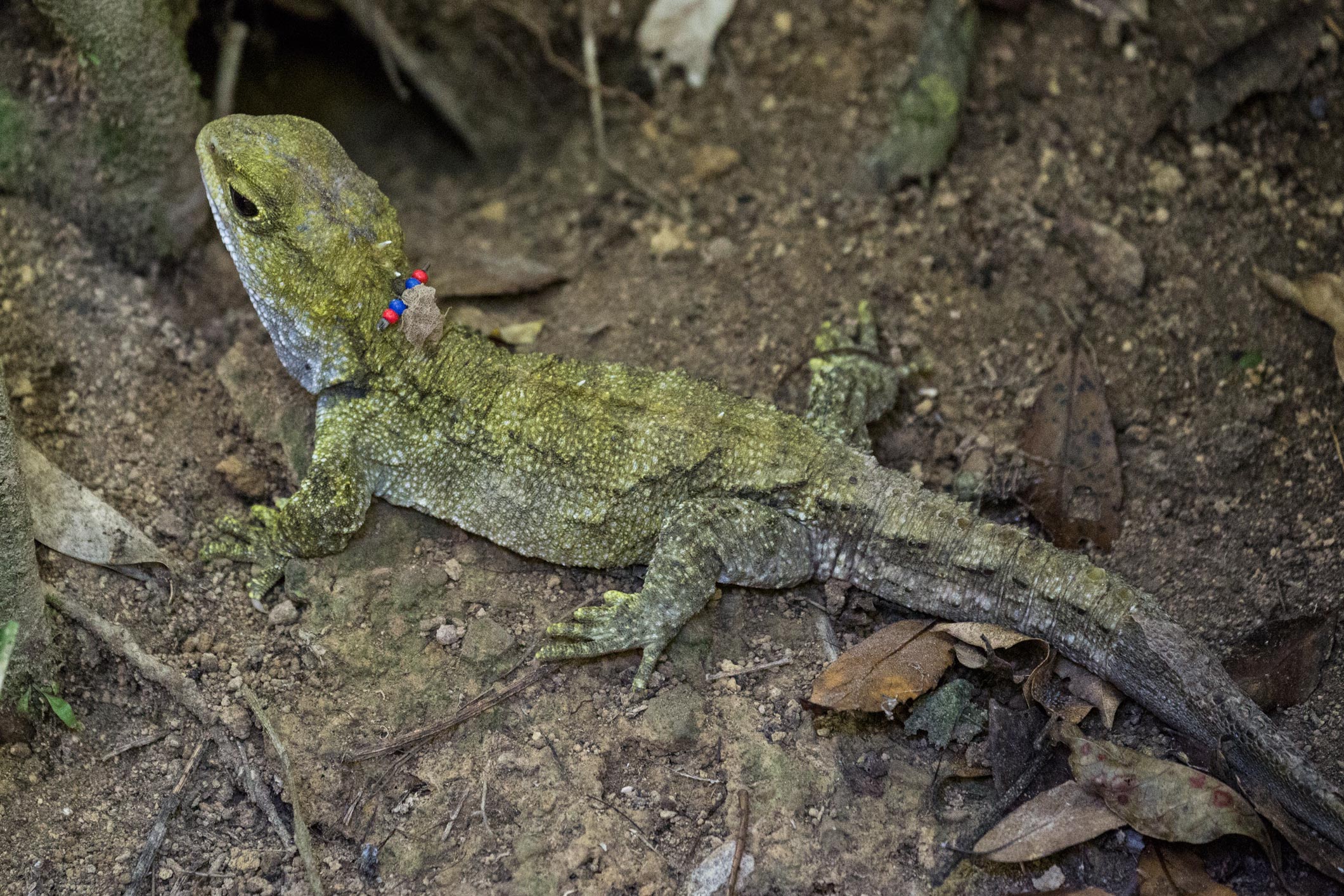 Lizard_Compressed