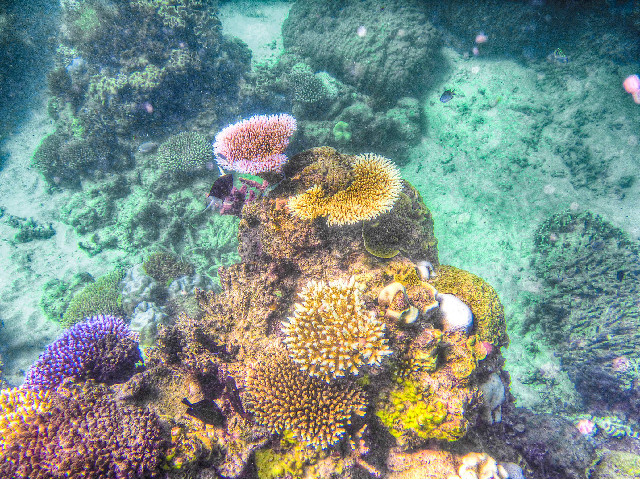 BarrierReef2