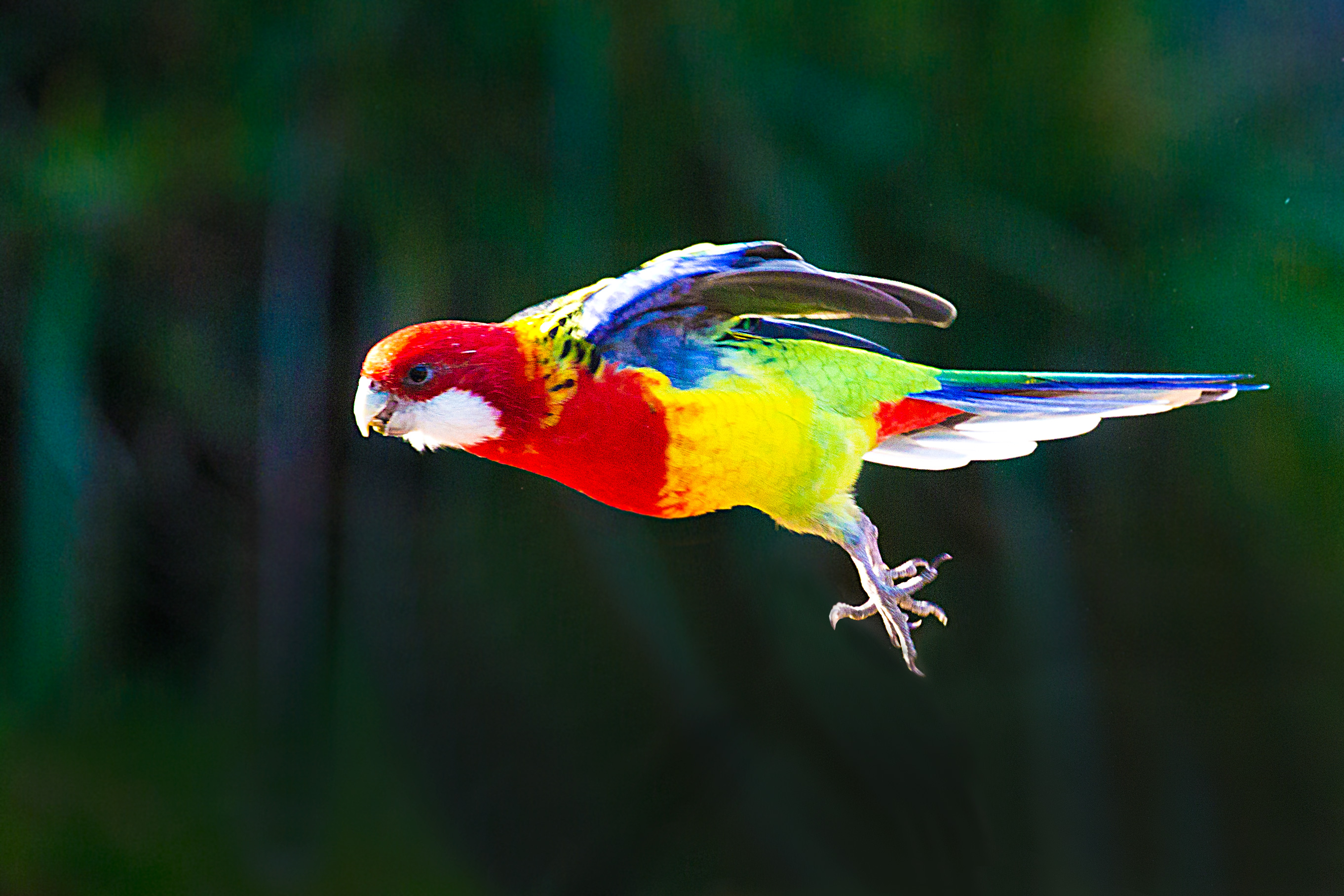BirdinFlight_Compressed