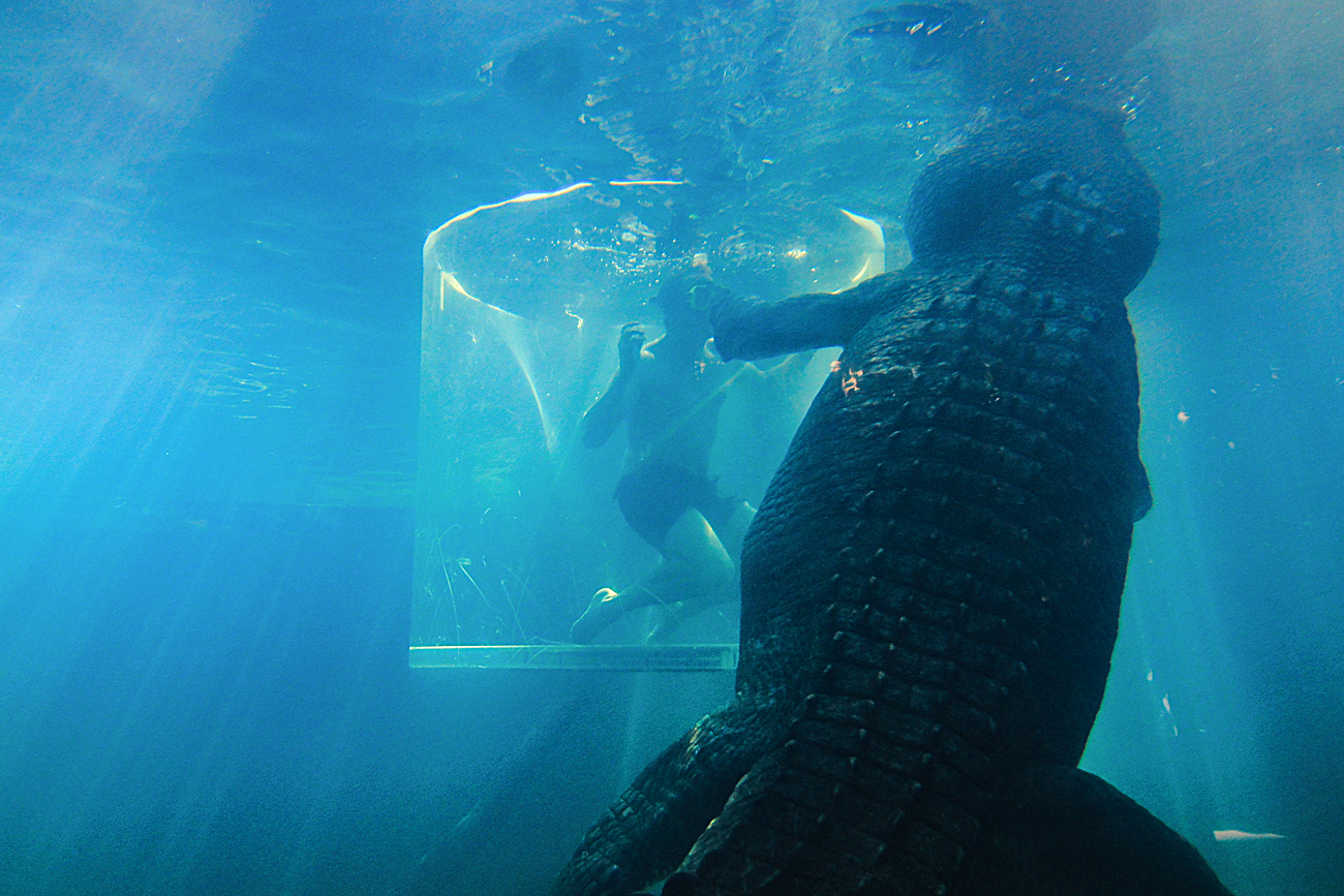 Croc2