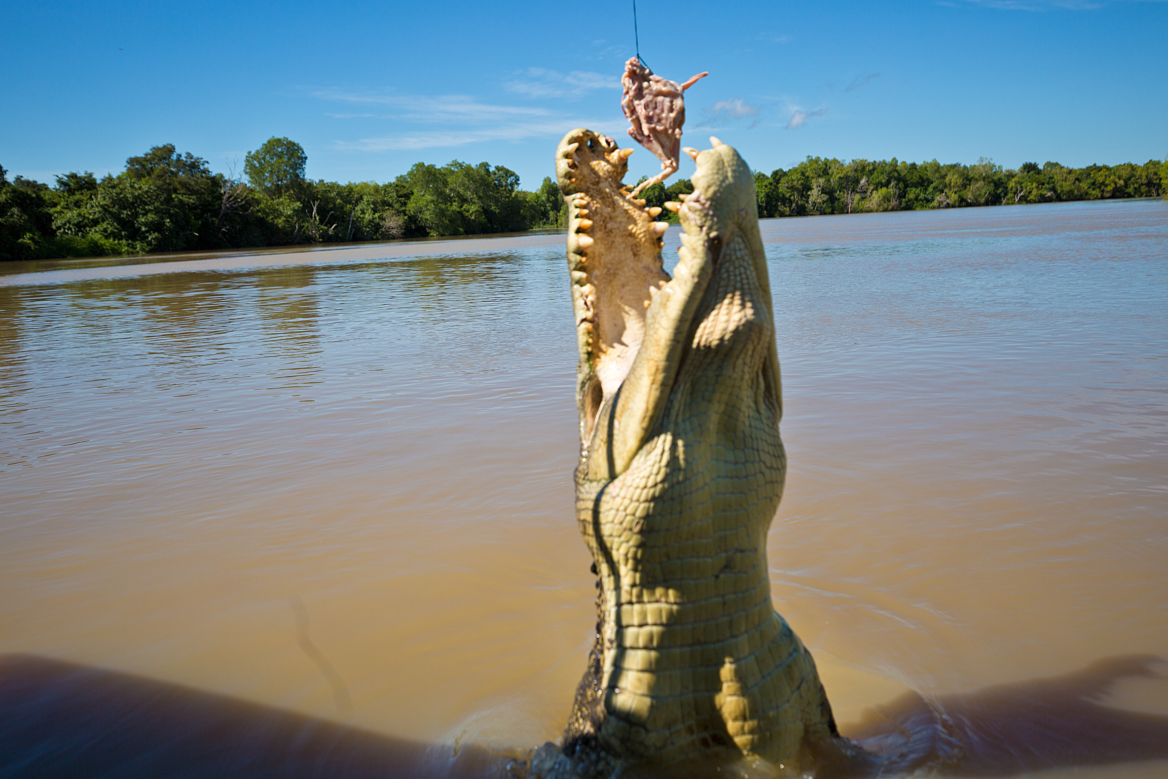 Croc2_Compressed