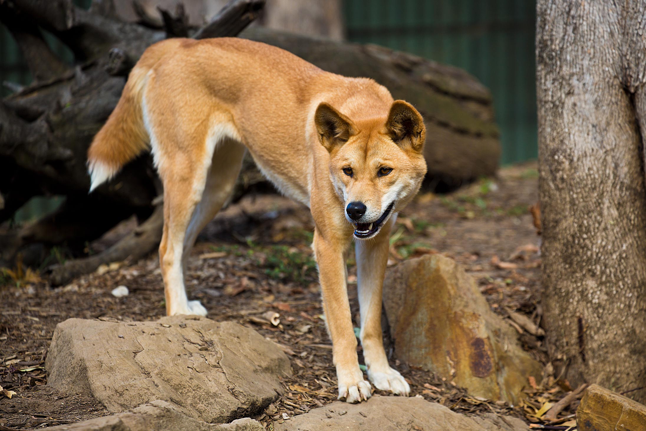 Dingo
