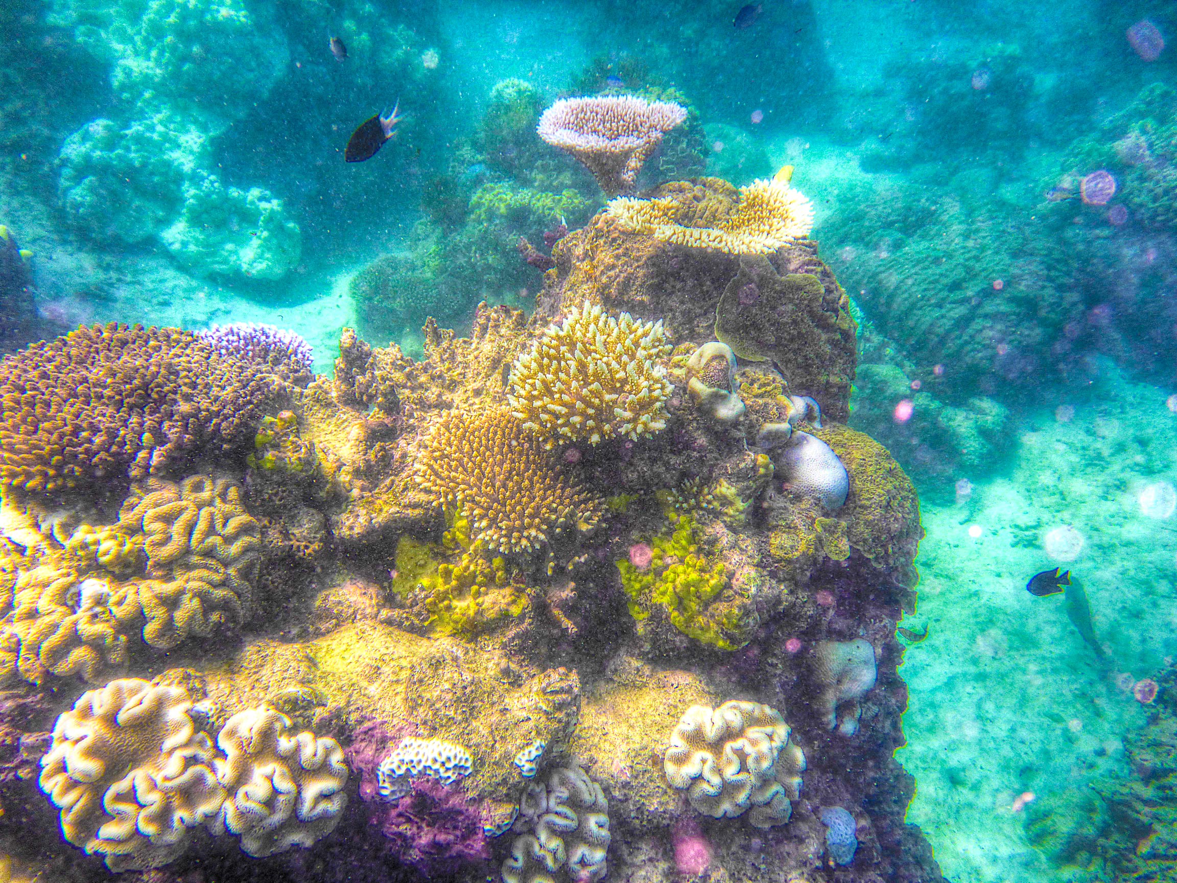 GreatBarrierReef_shot2_compressed
