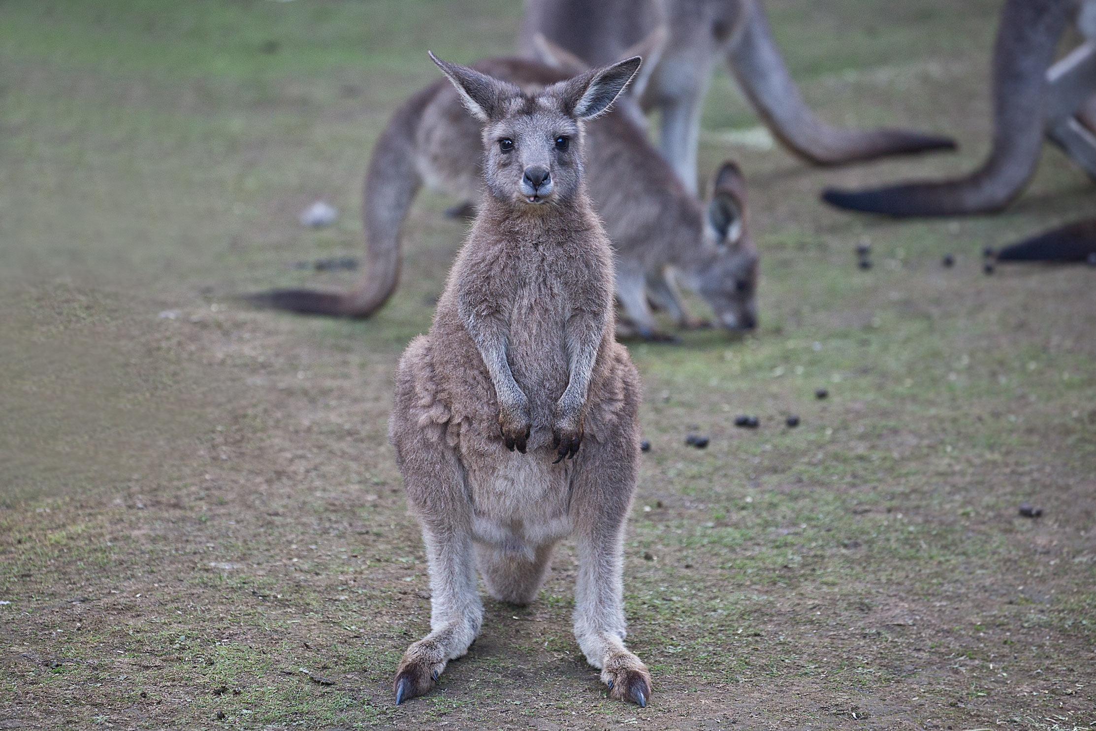 Kangaroo_Compressed