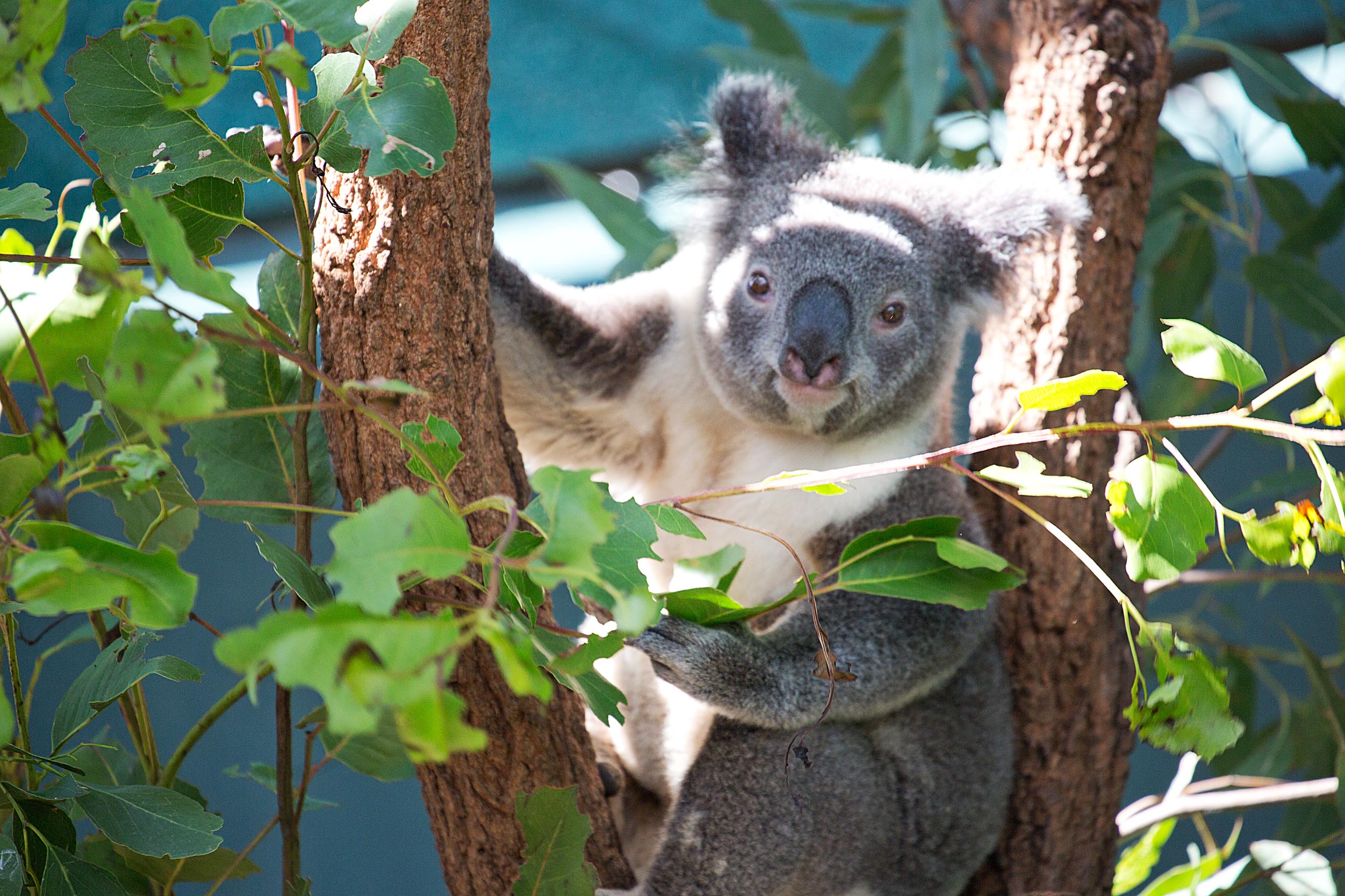 KoalaBear