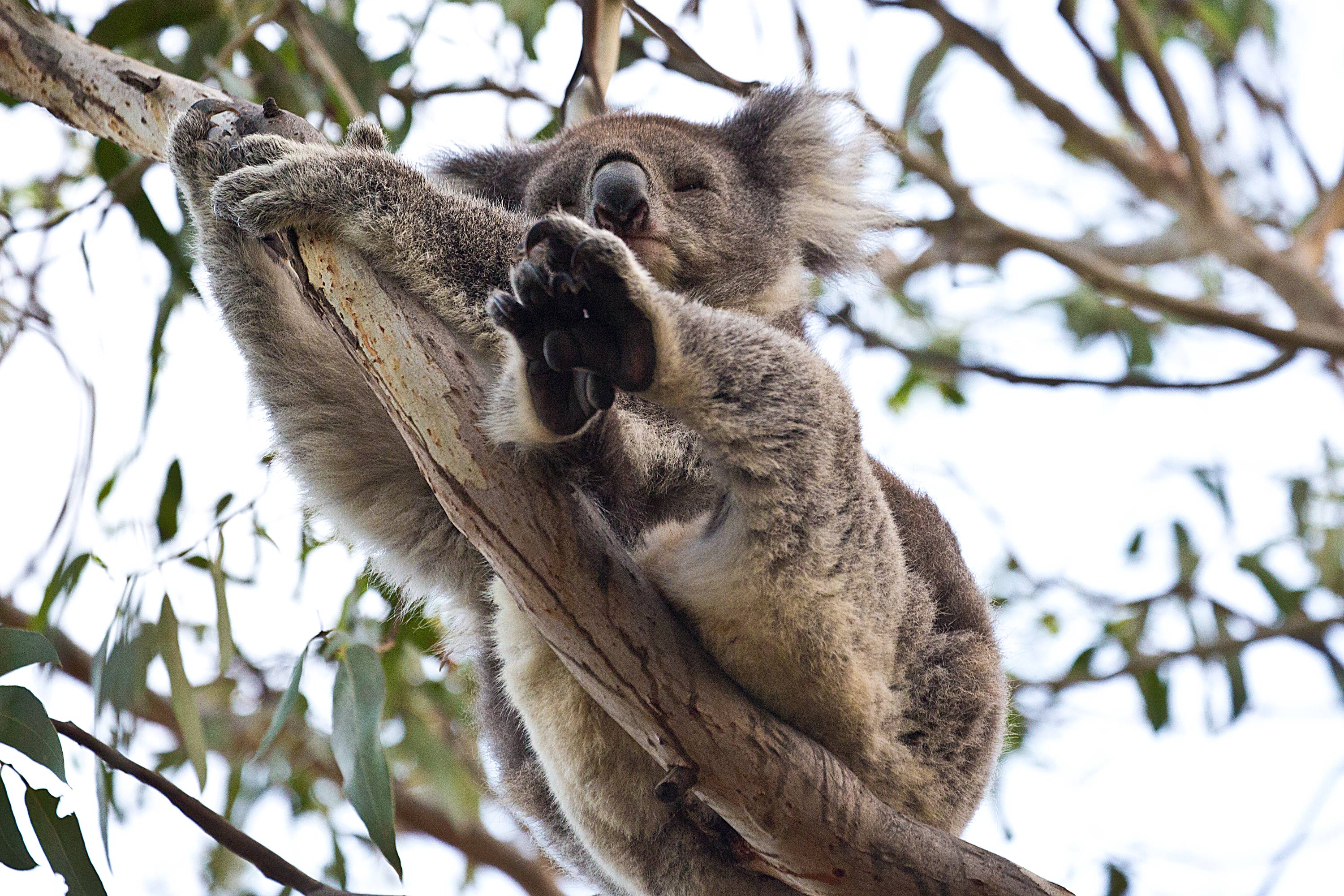 Koala_Compressed