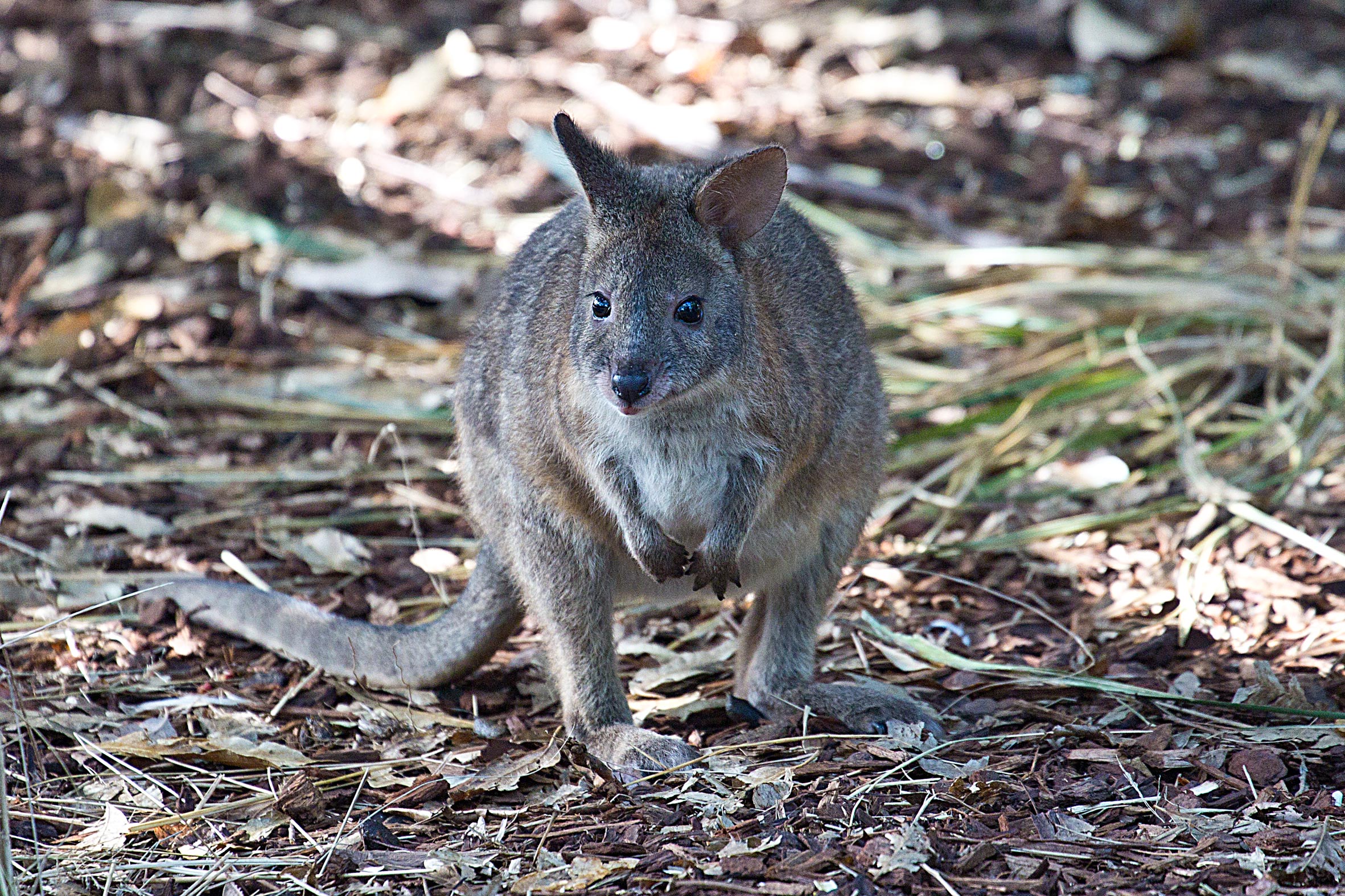 Pademelon