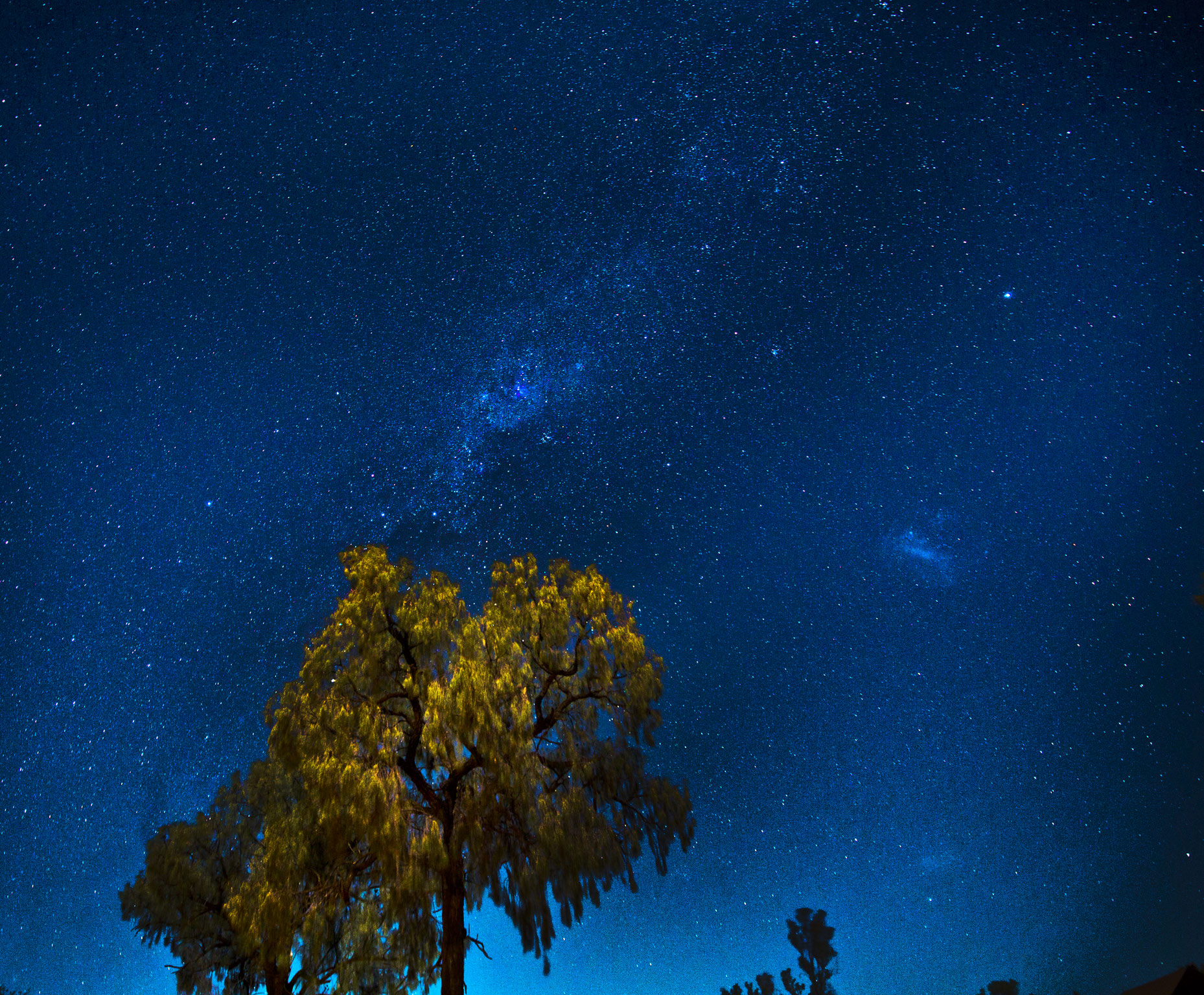 TreesandStars