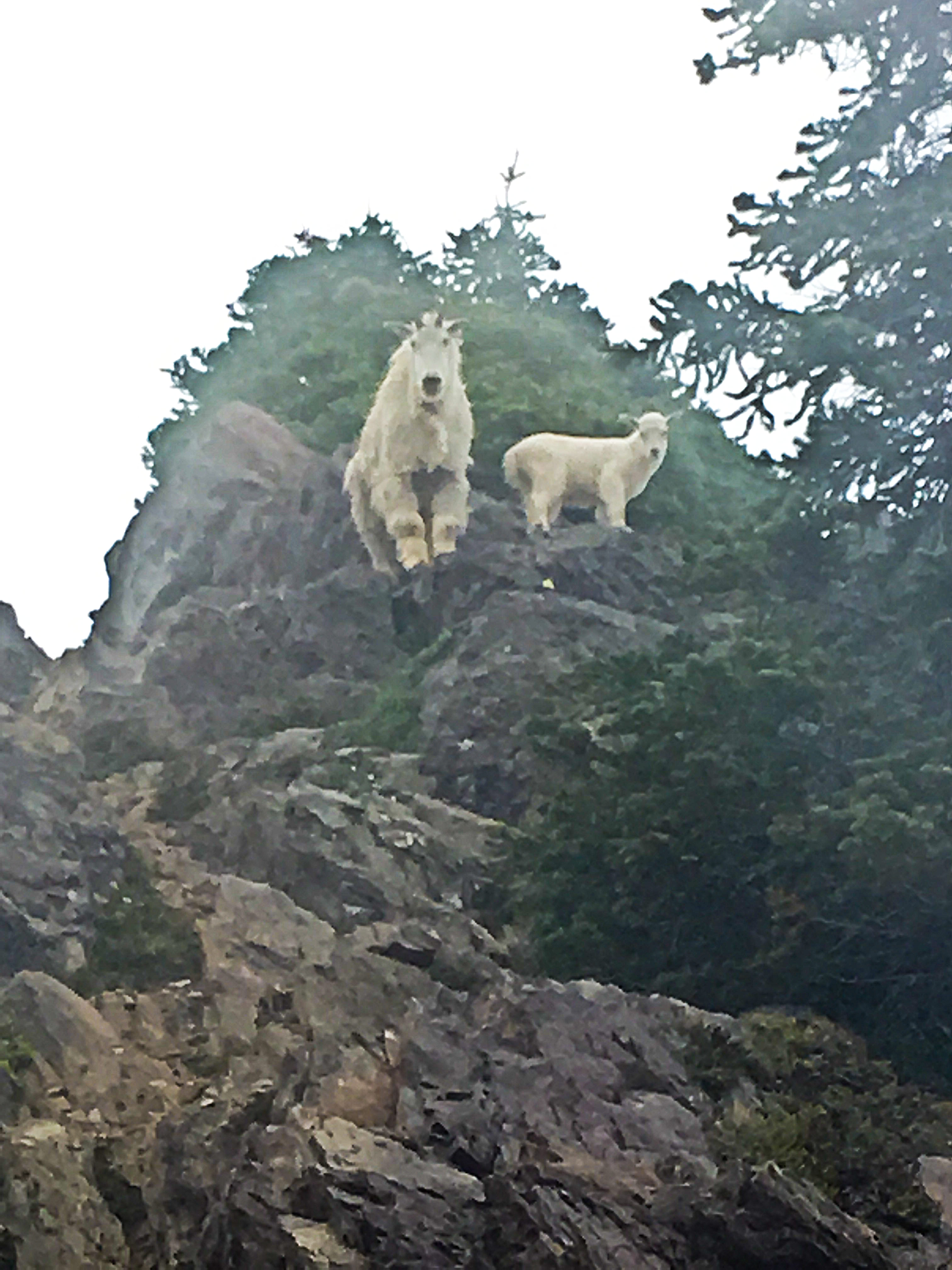 Goats
