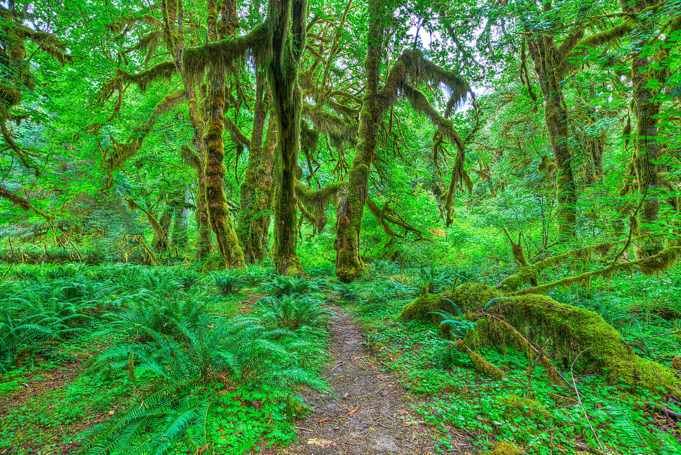 HuaRainforest_compressed