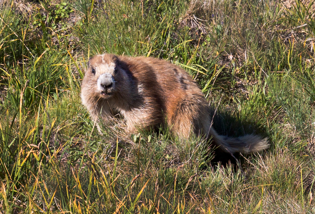 Marmot_compressed