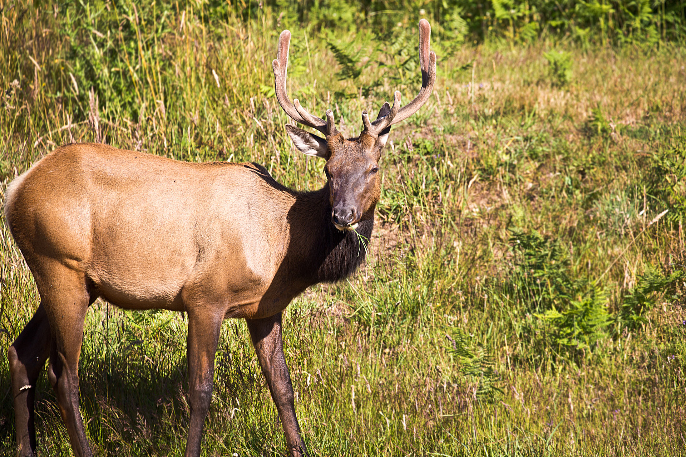 Redwood-Elk_Compressed