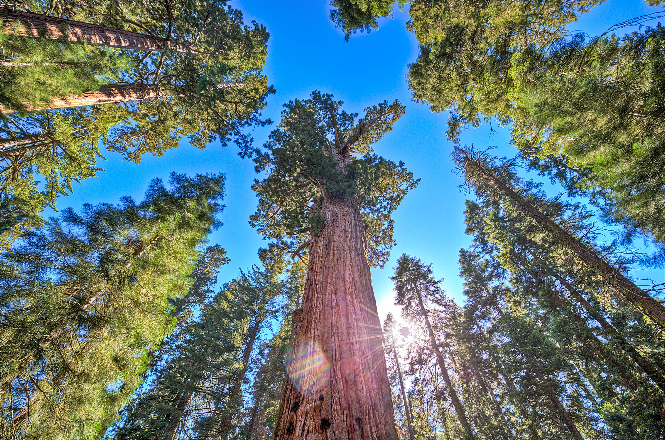 GeneralSherman_compressed