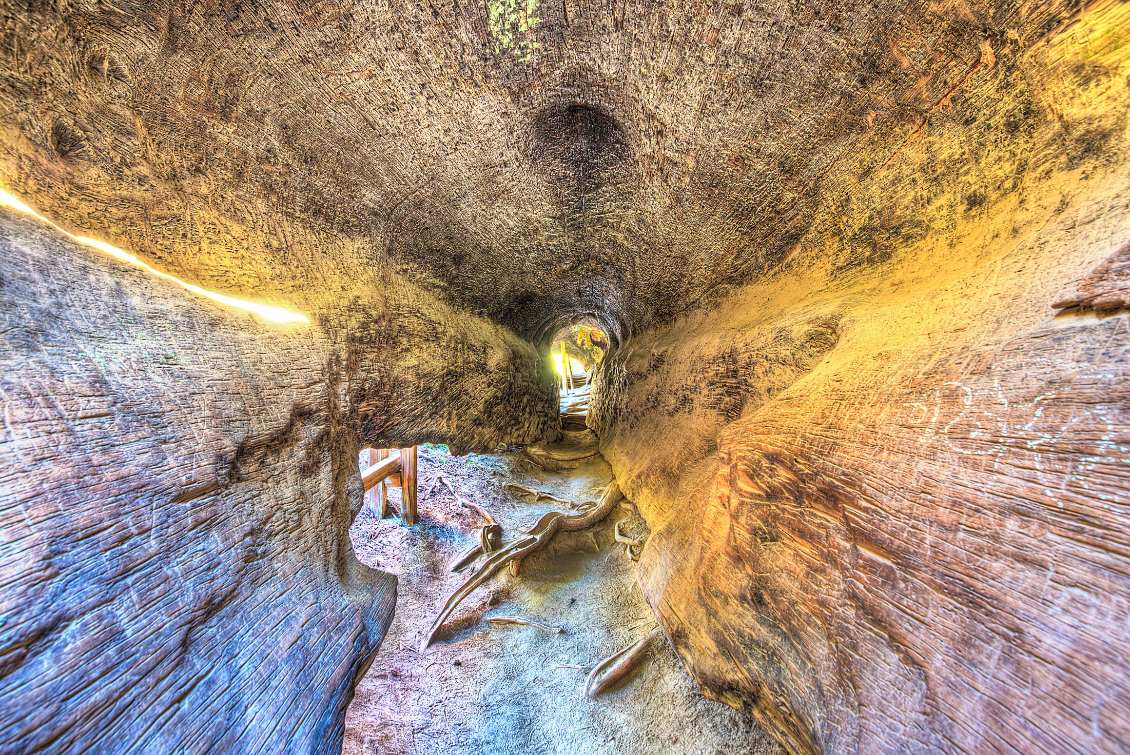 InsideTree_Compressed