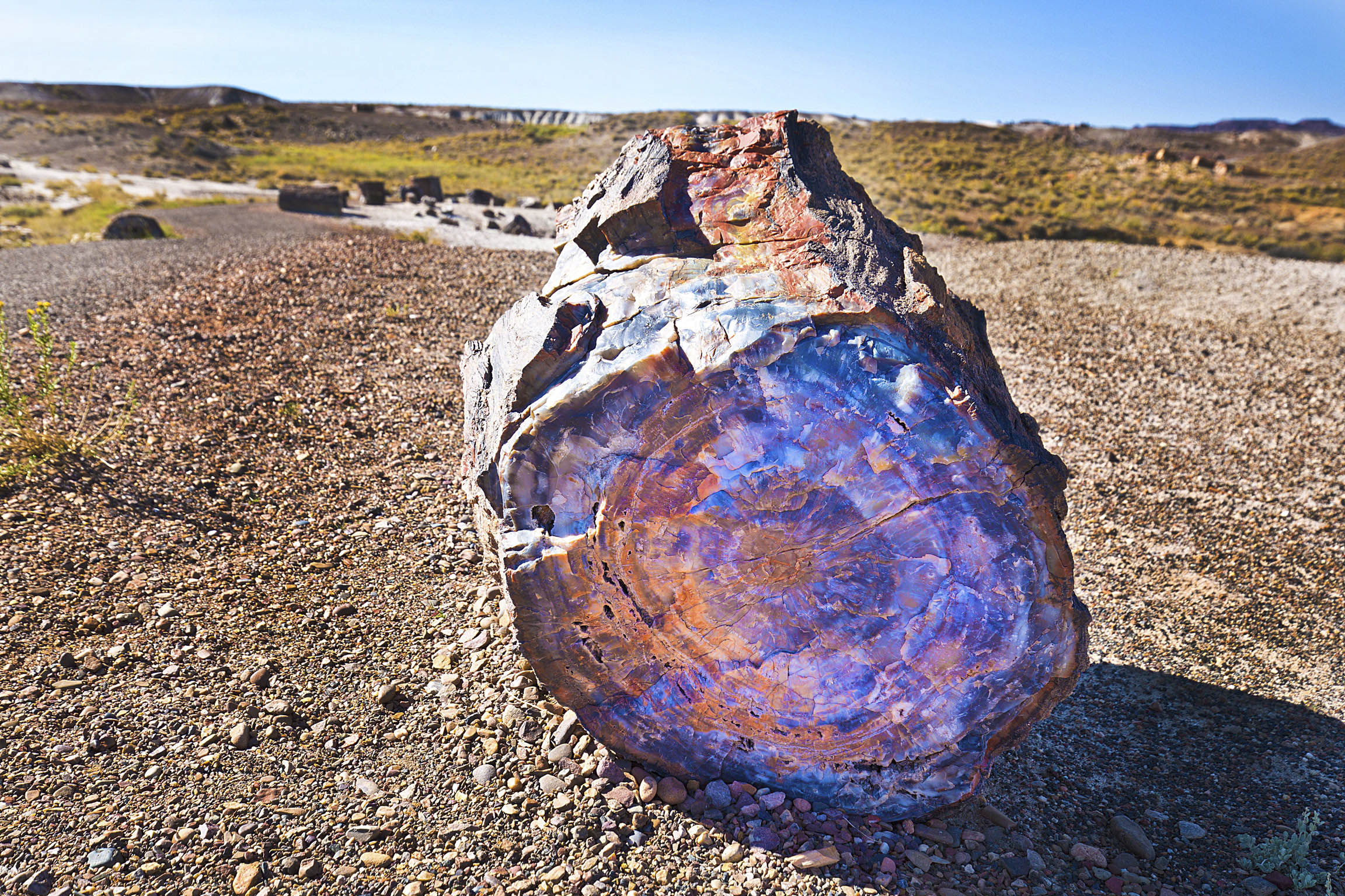 petrifiedwood2_compressed