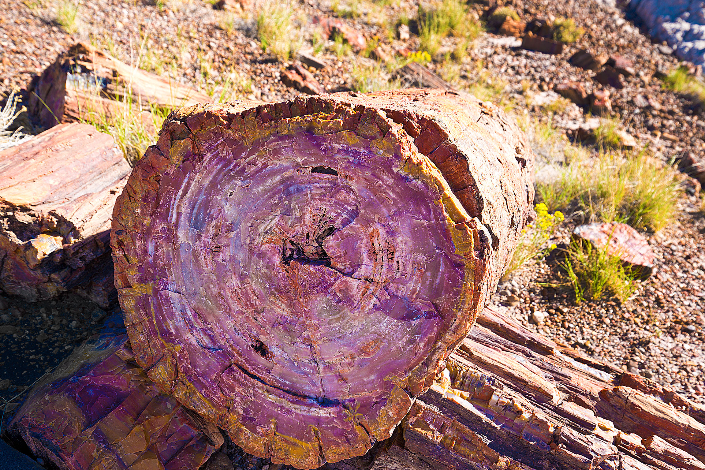 petrifiedwood_compressed