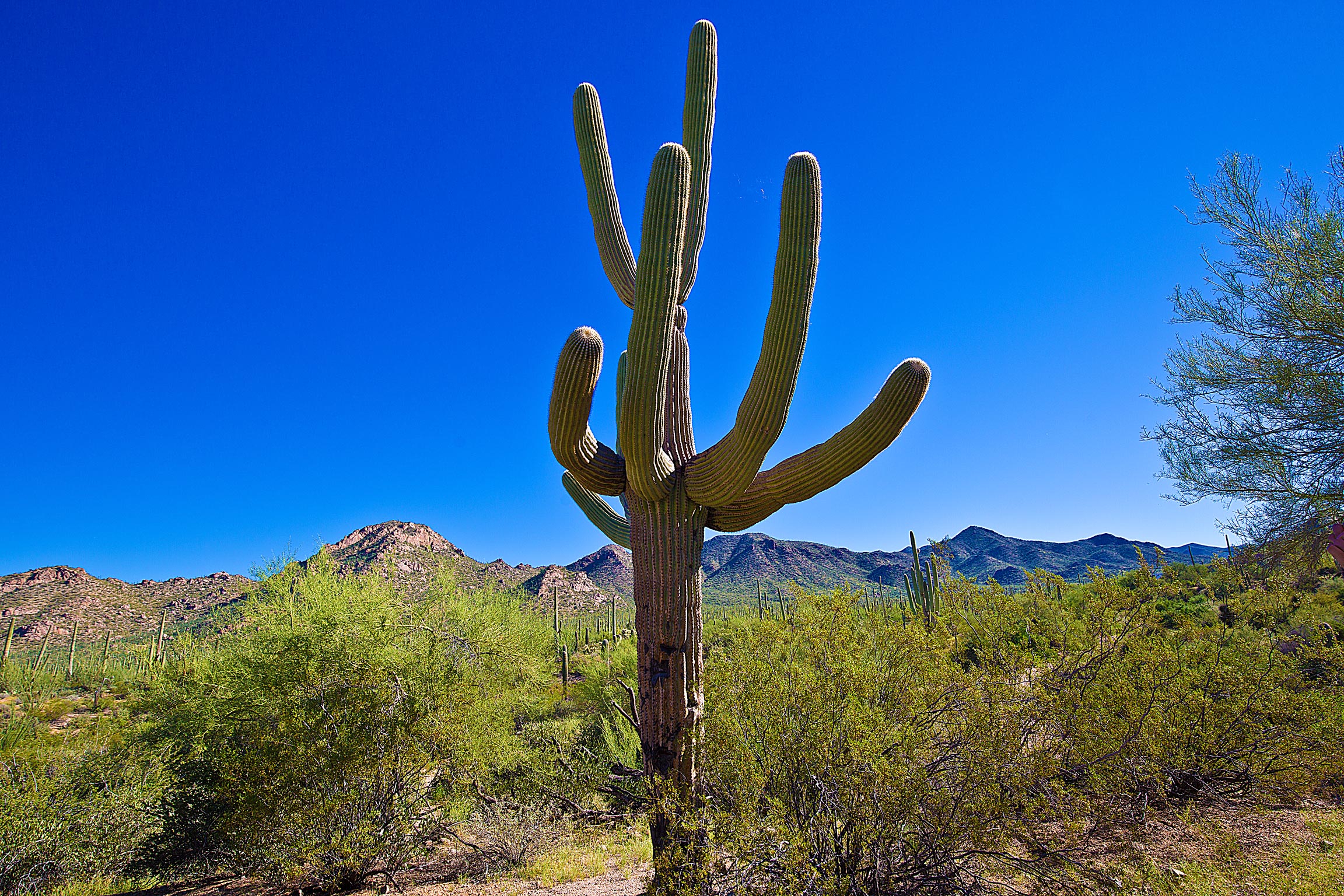 cactus1_compressed