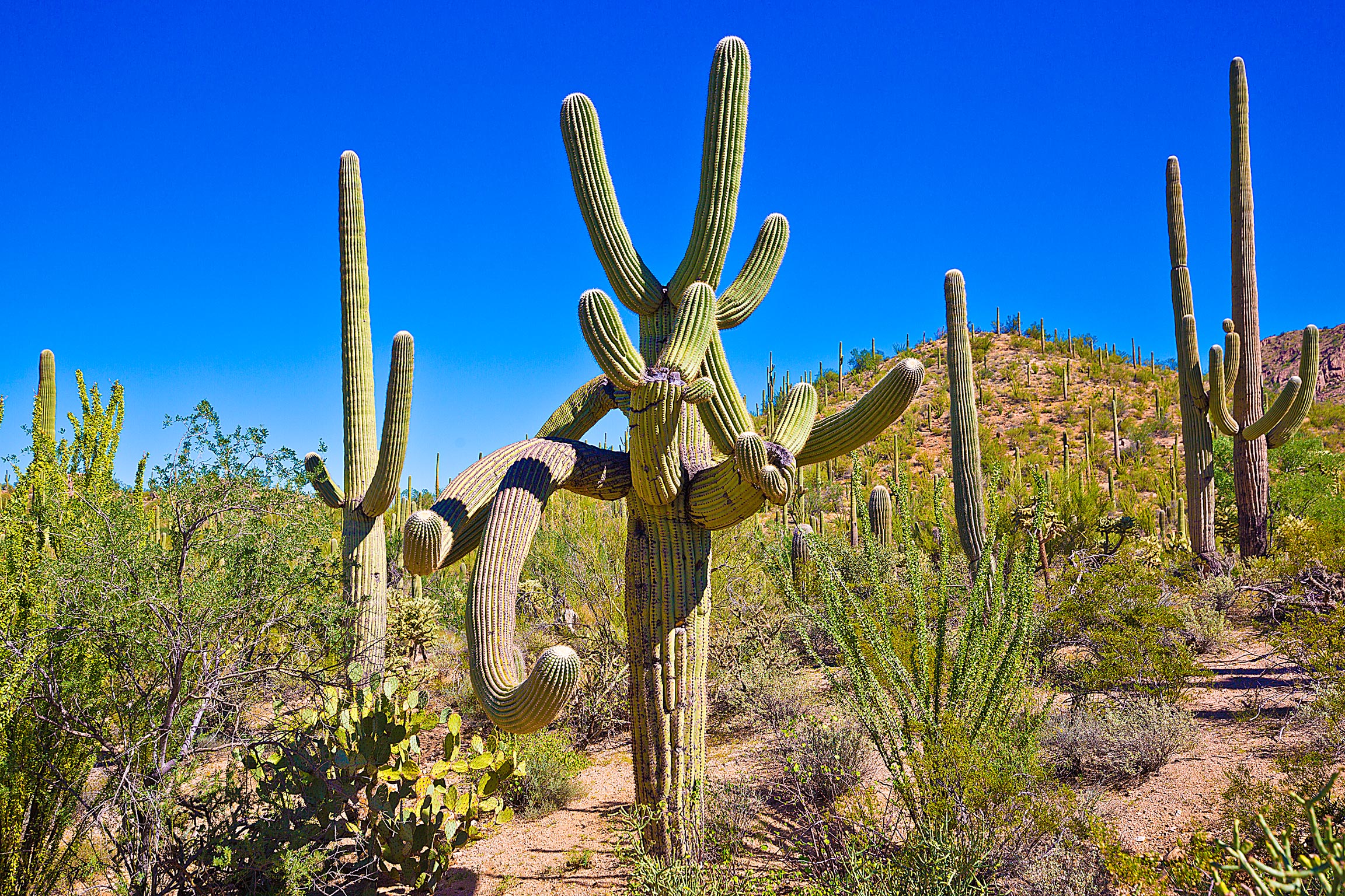 cactus2_compressed