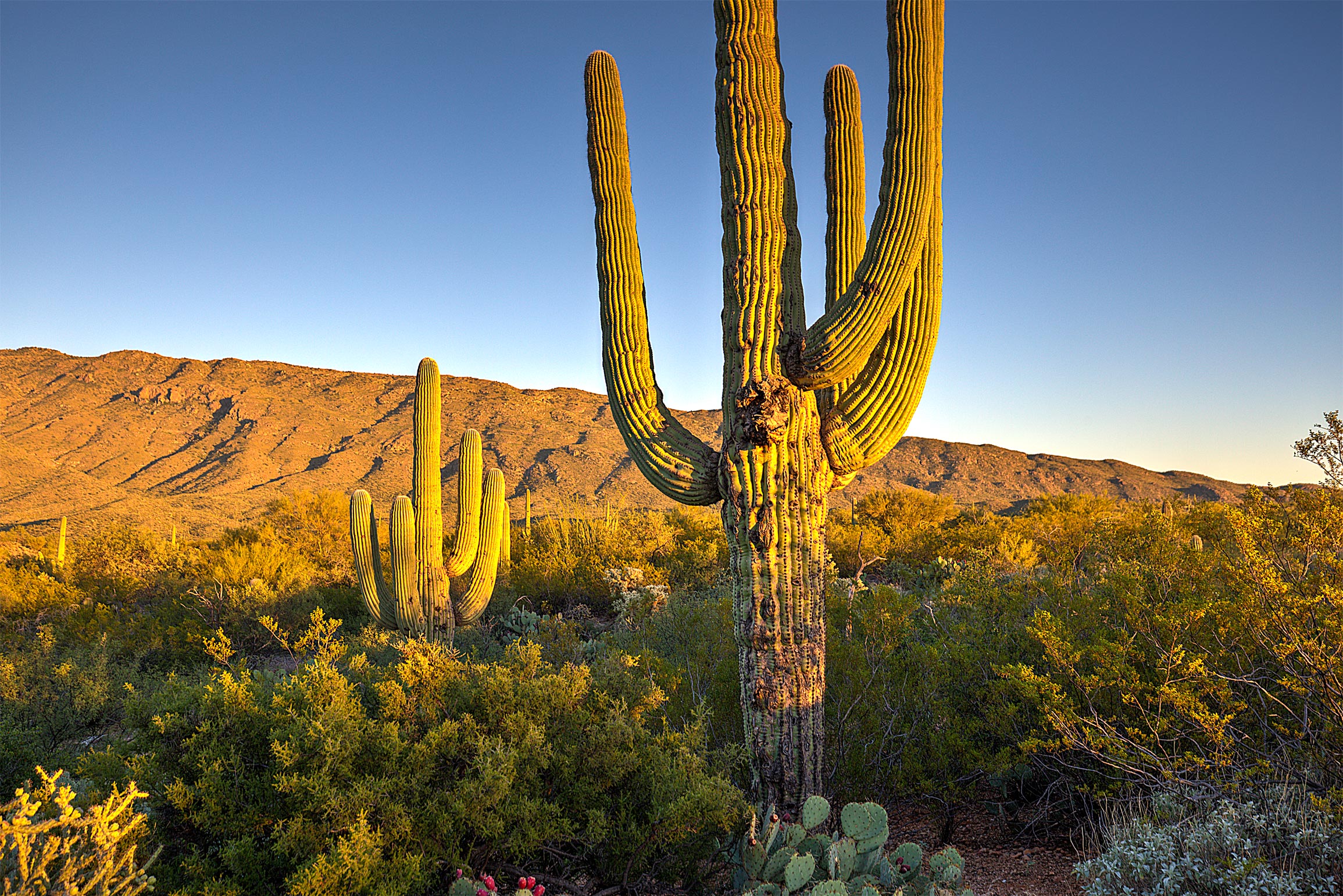 cactus3_compressed