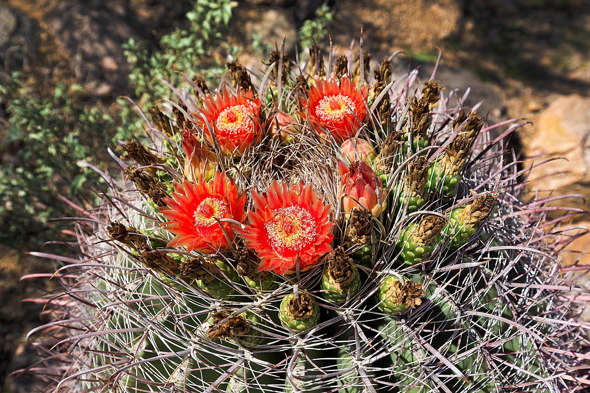 flower1_compressed