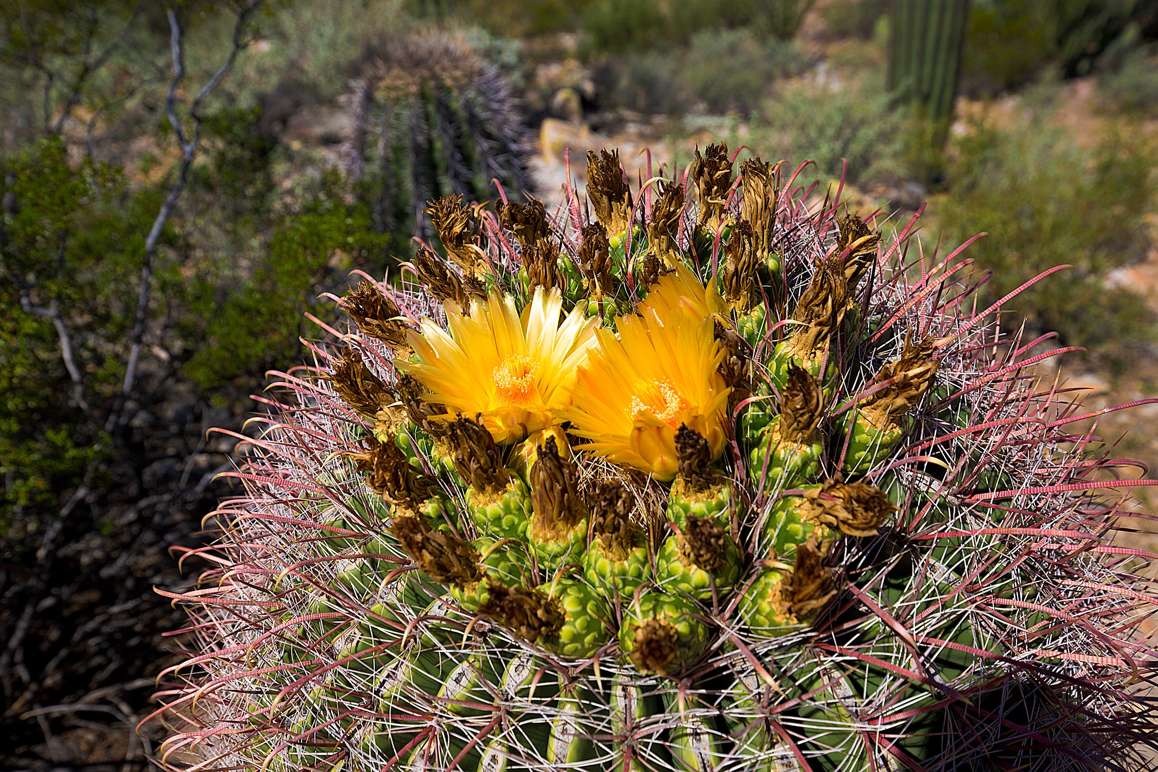 flower2_compressed