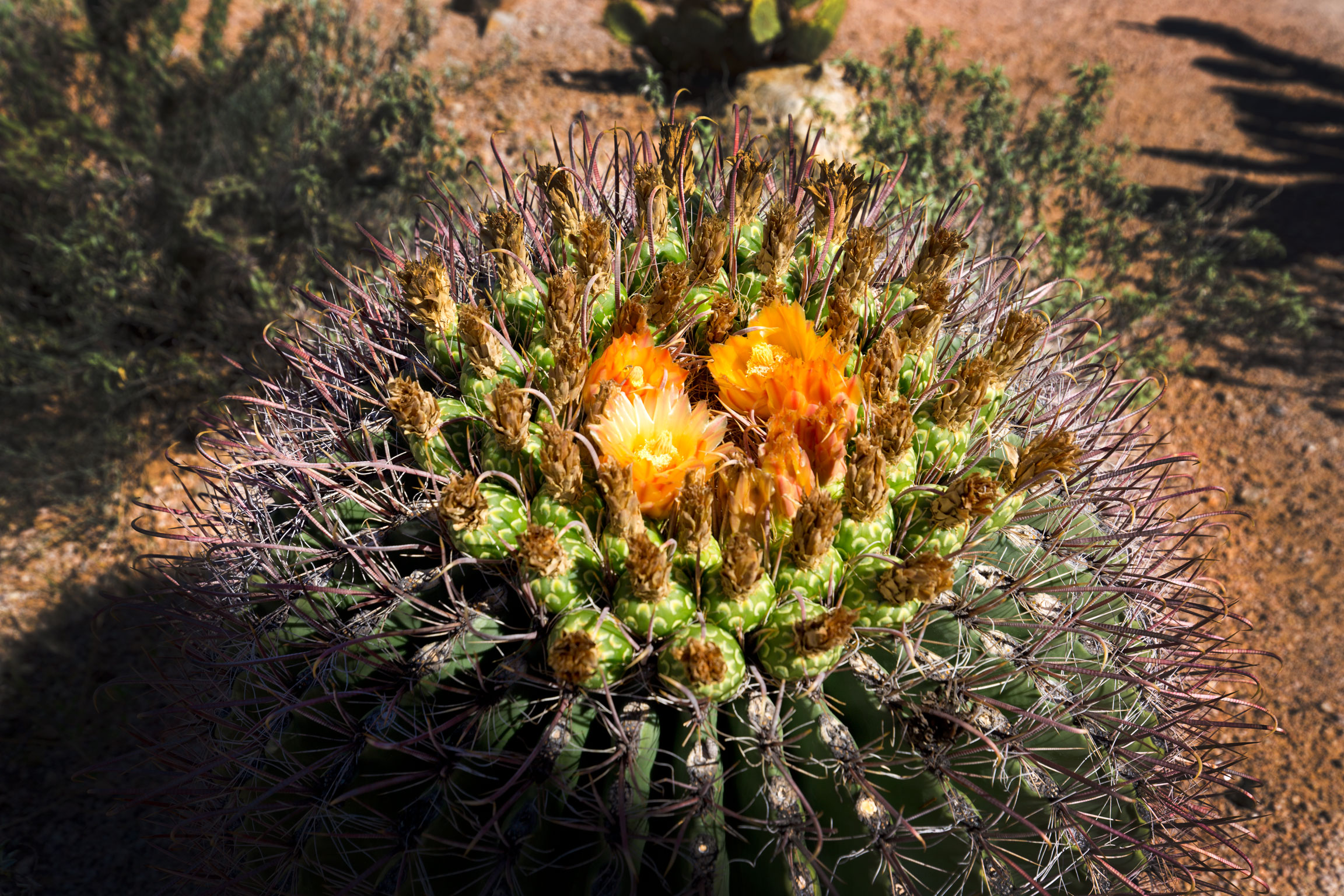 flower3_compressed