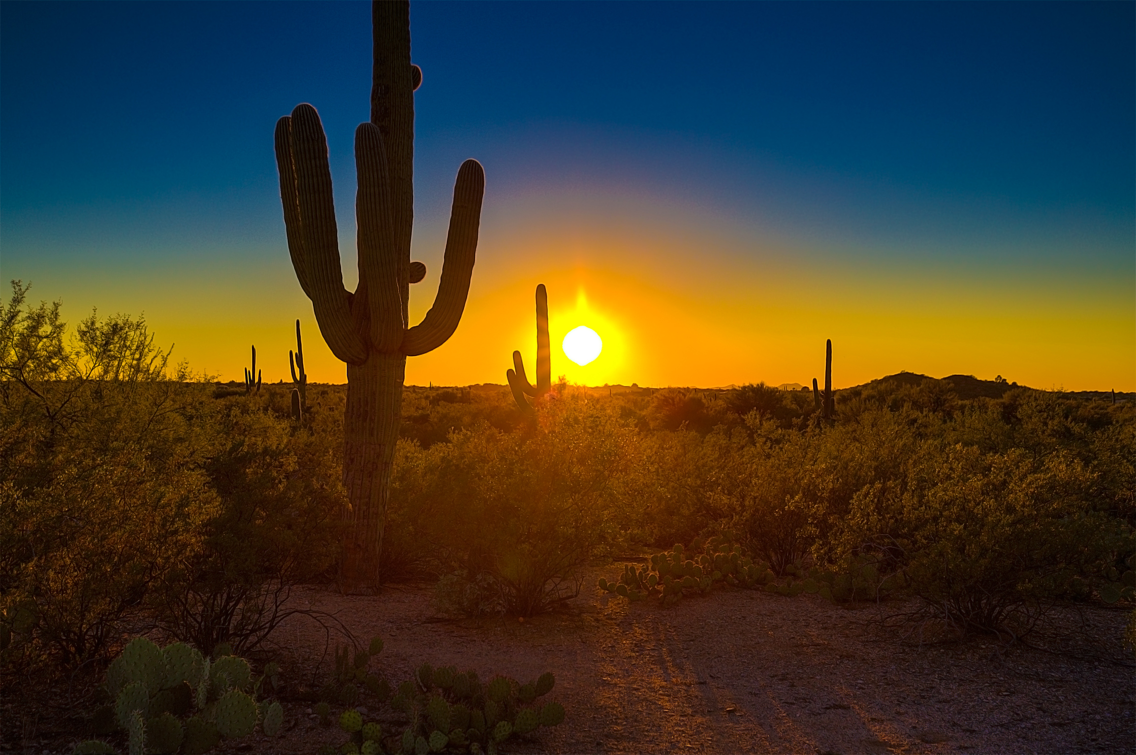 saguarosunset