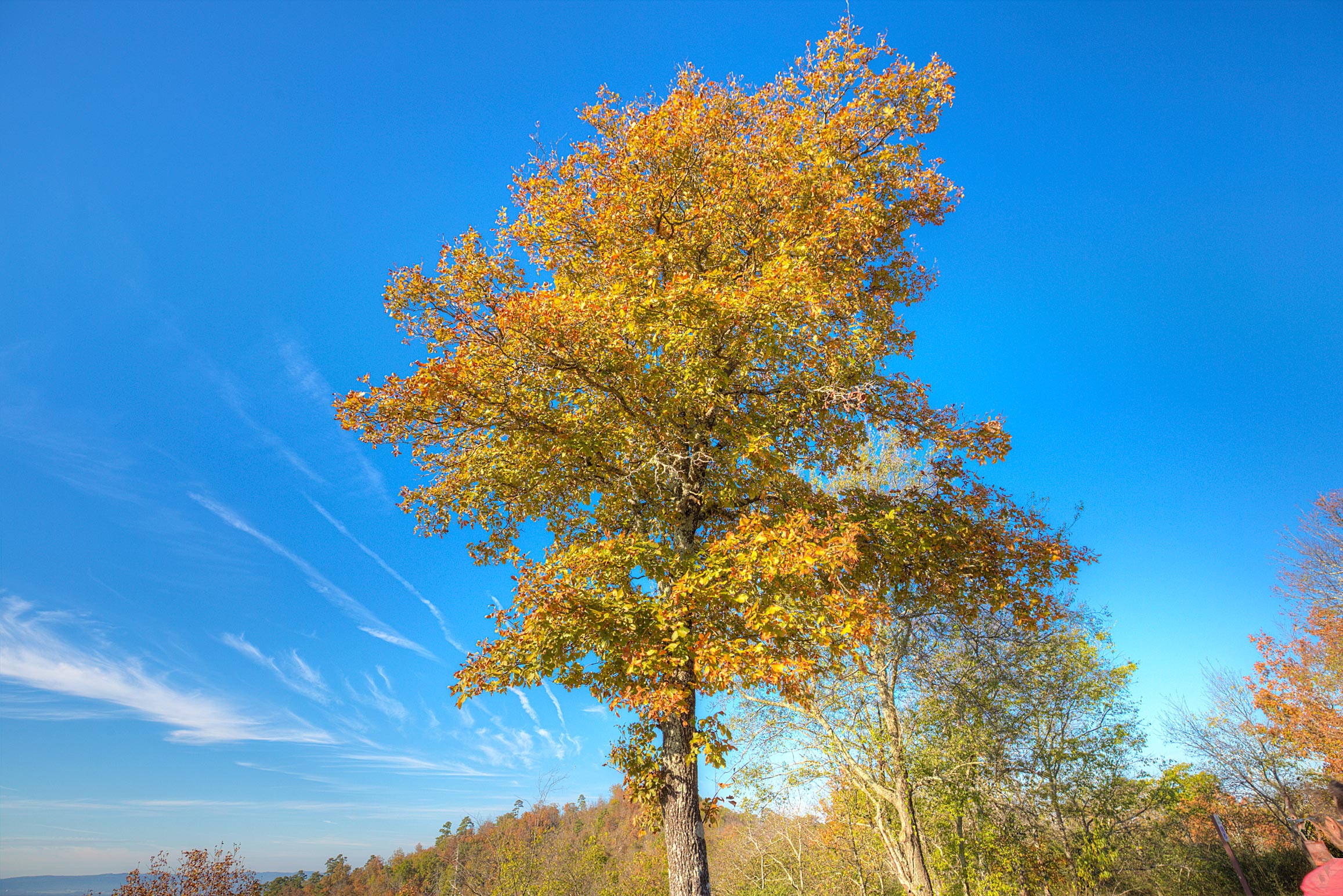 falltree_compressed