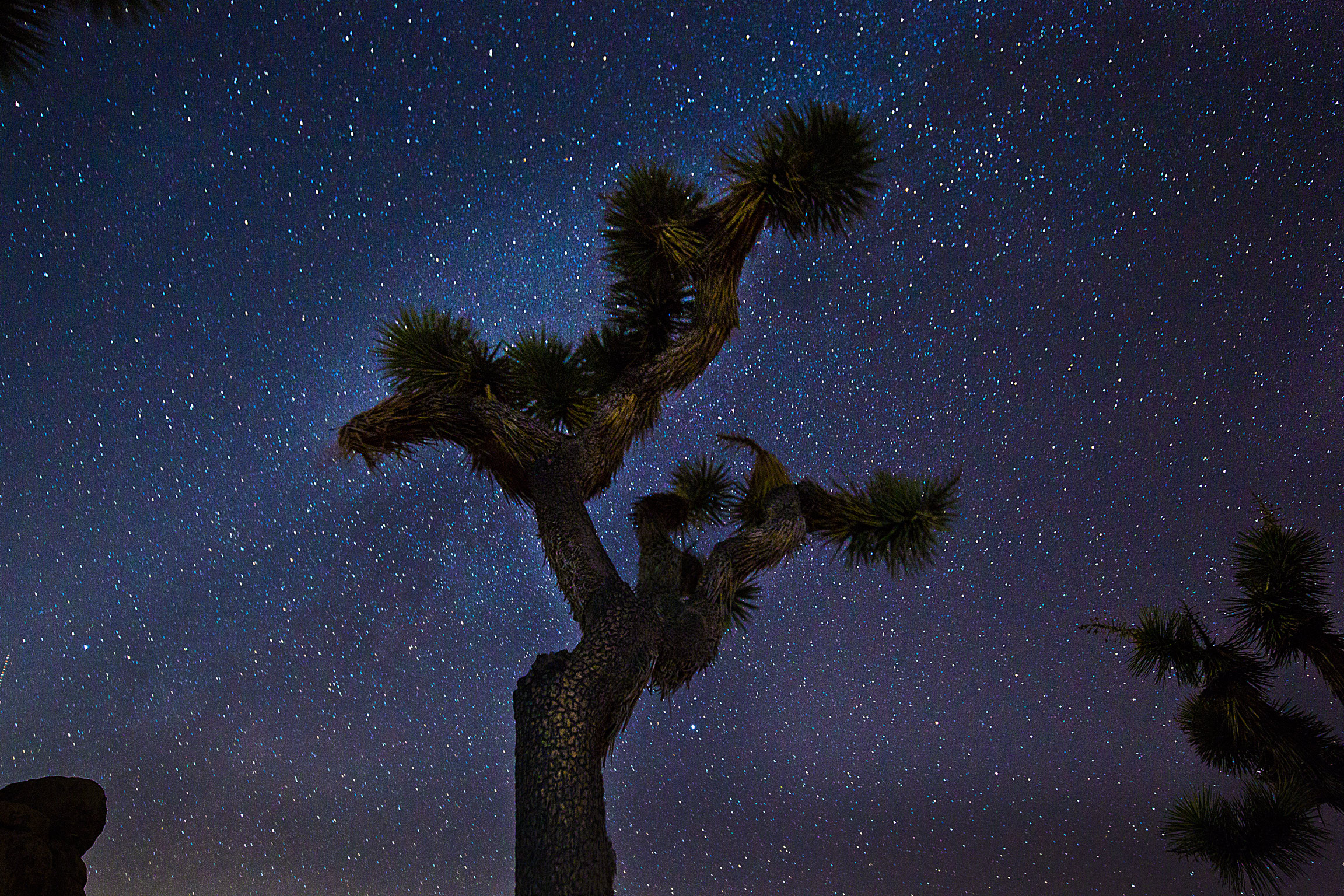 tree_star_close_compressed