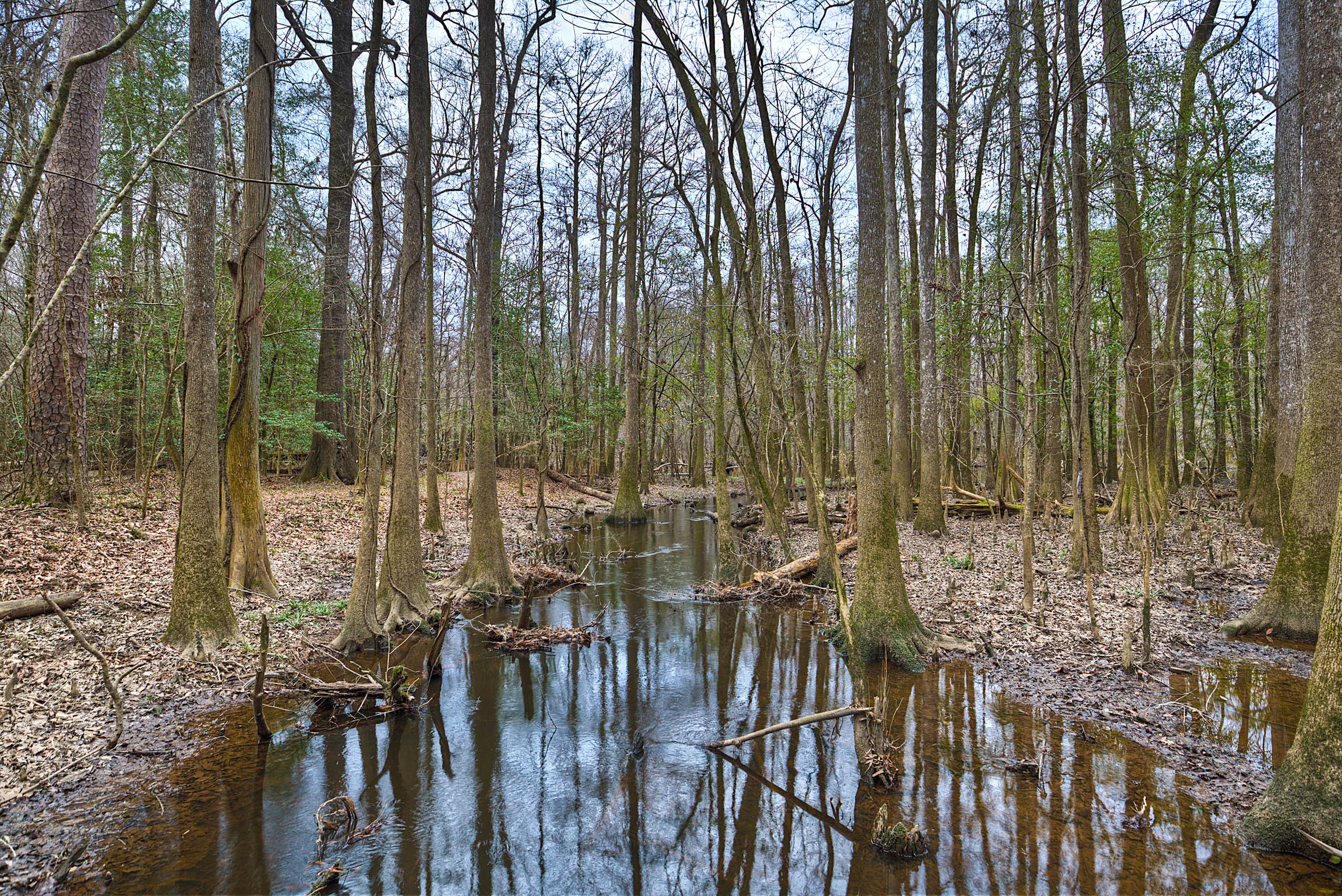 The river in Congaree