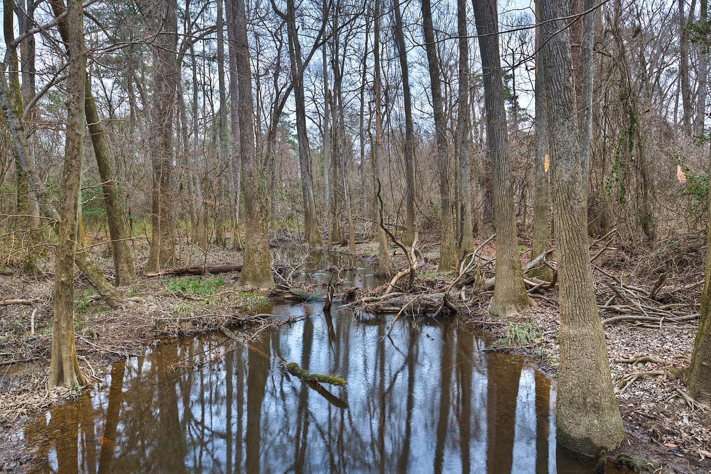 Champion Trees in the Floodplain