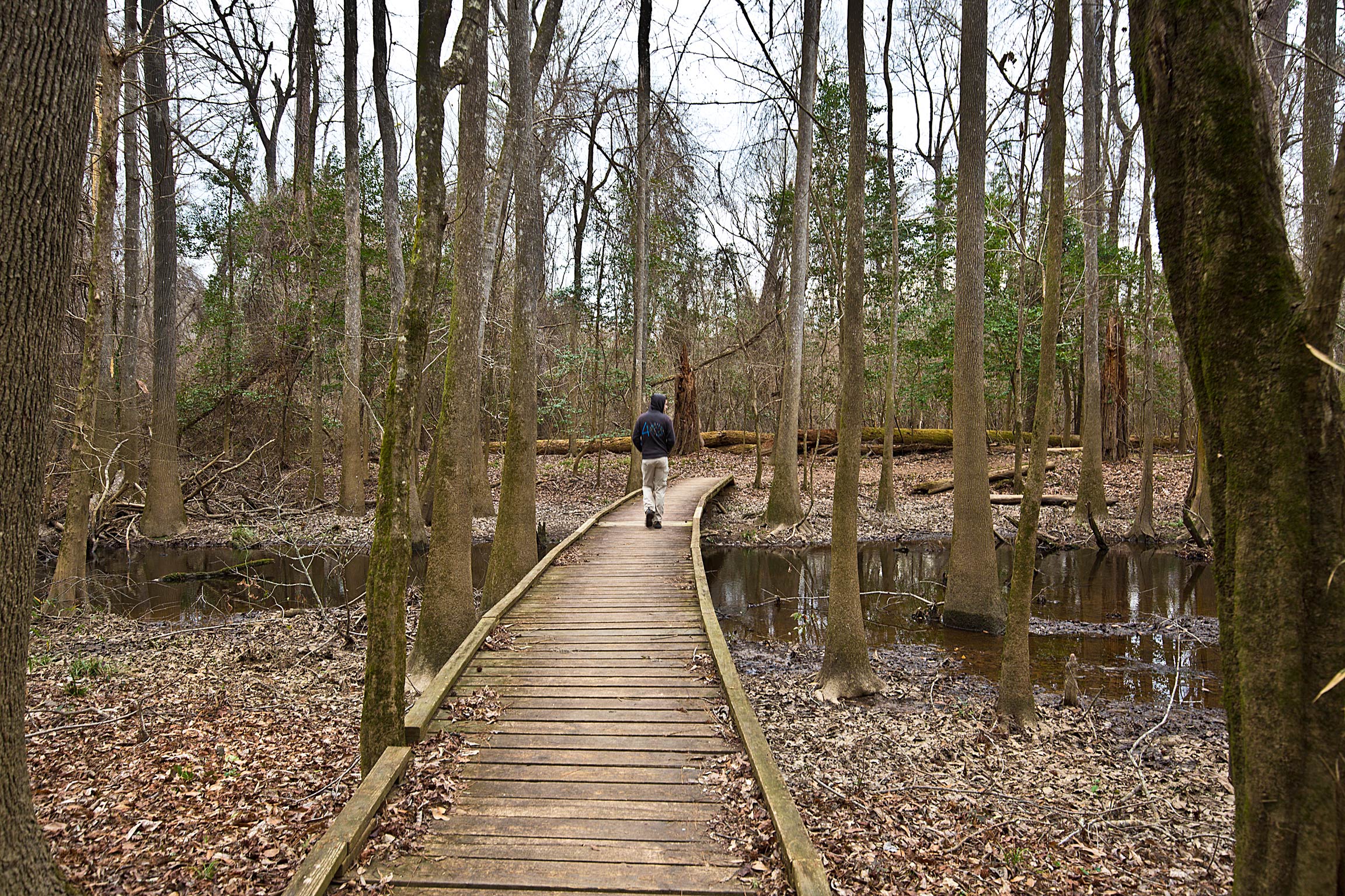 Daniel walks alone in Congaree