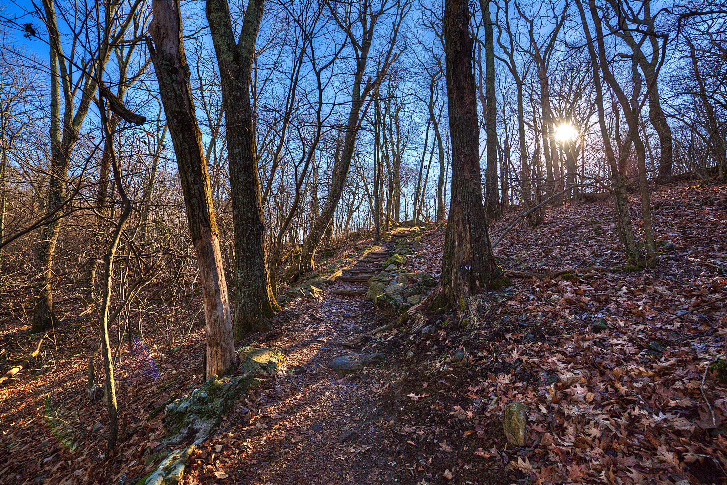 A Walk in the Woods
