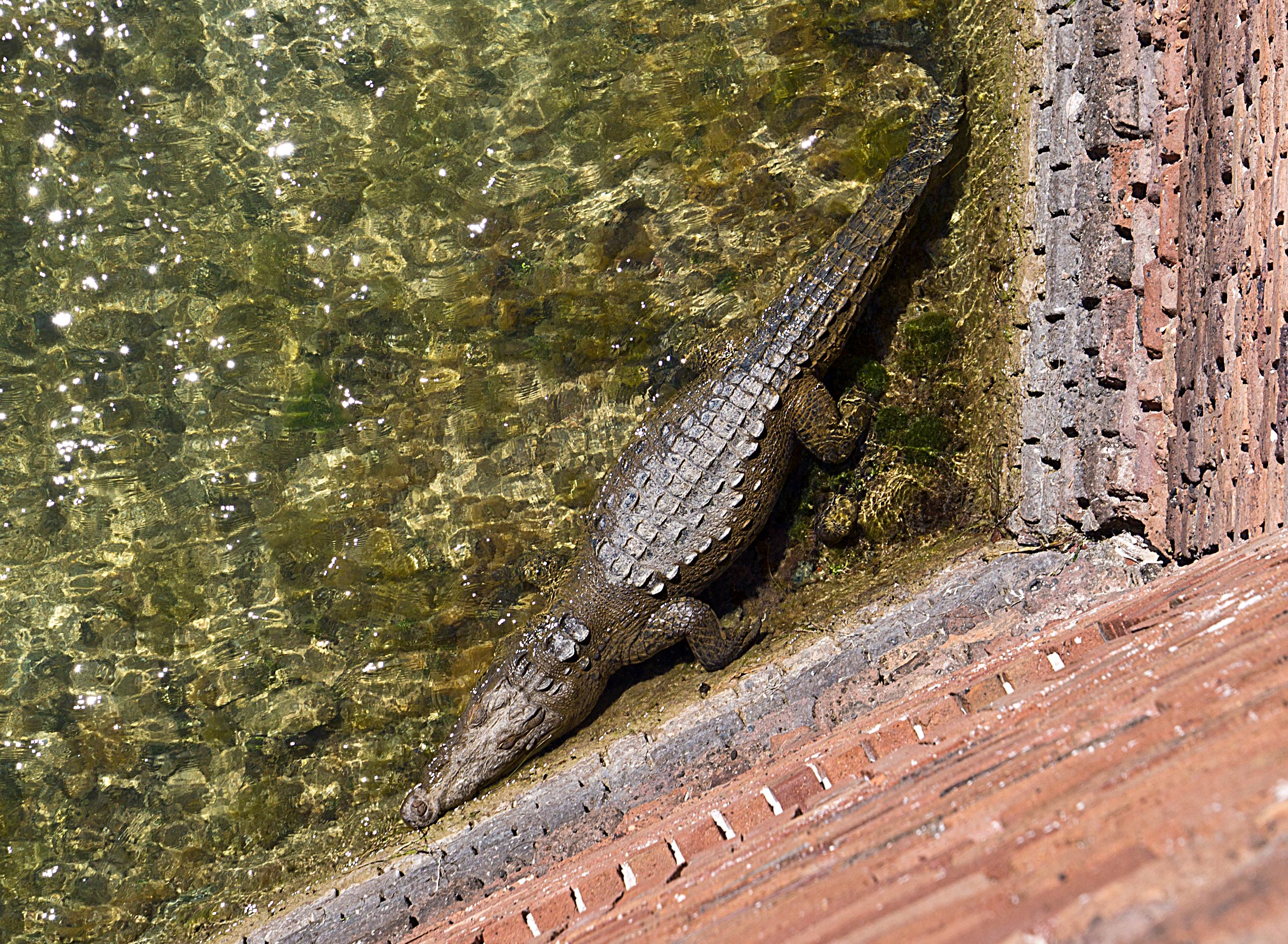 A Wild Crocodile!