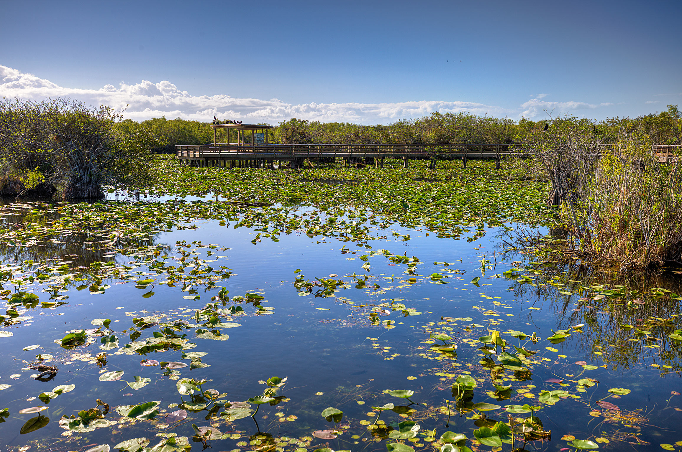 Lillies in the Glades