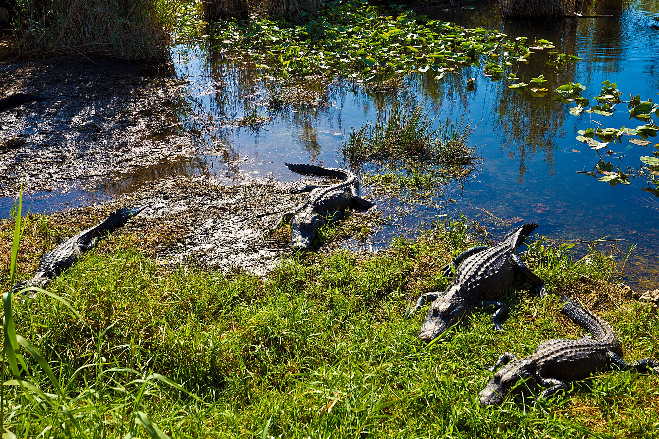 A Den of Gators