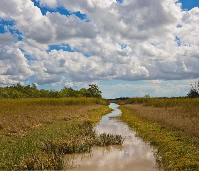 Ride through the Everglades