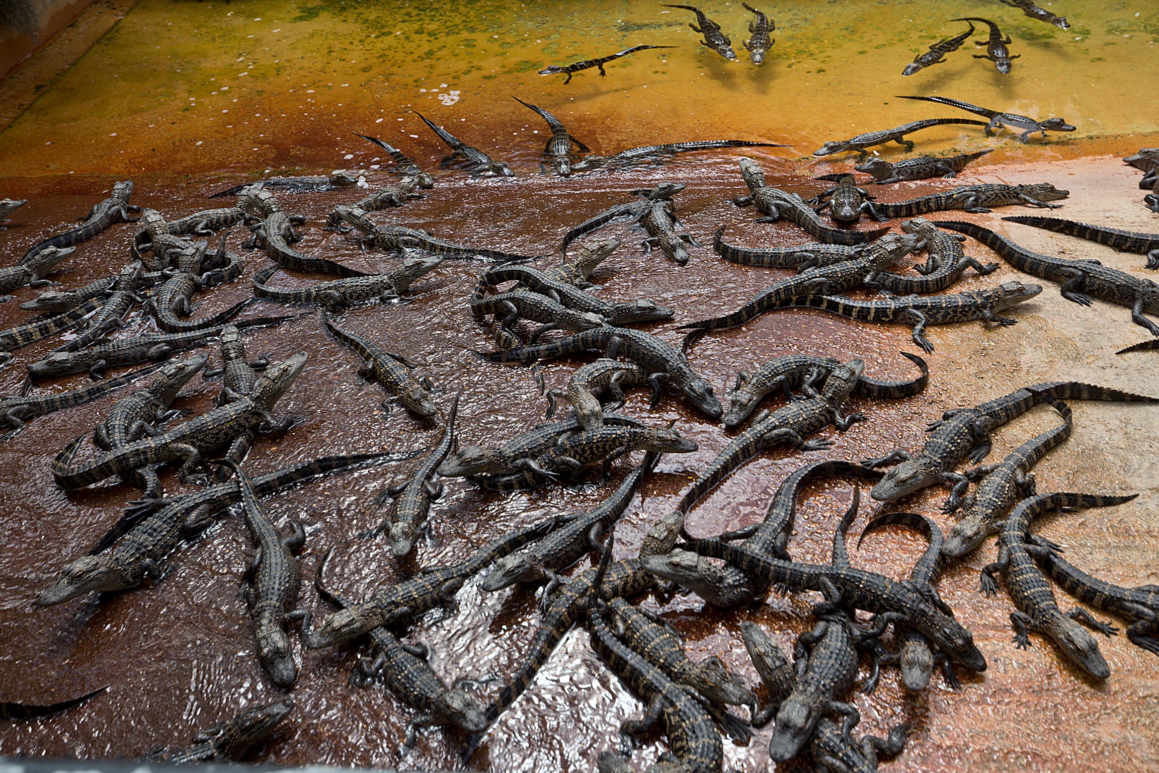 Gators