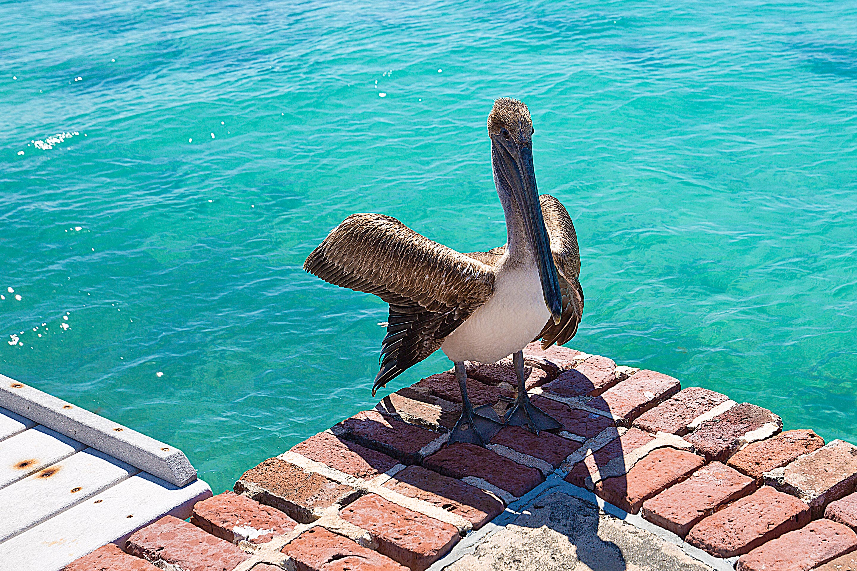 One of the many frequent residents of the Park