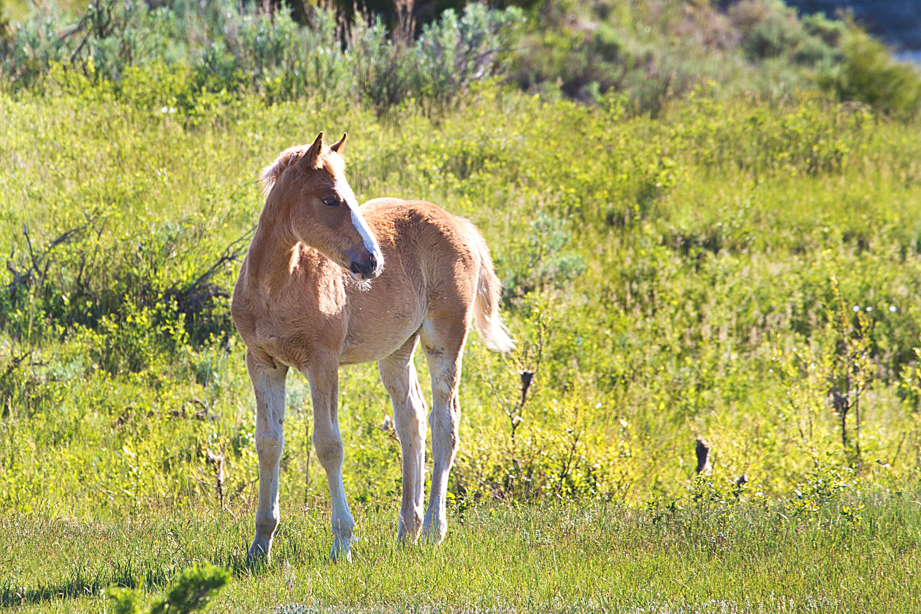 Wild Pony