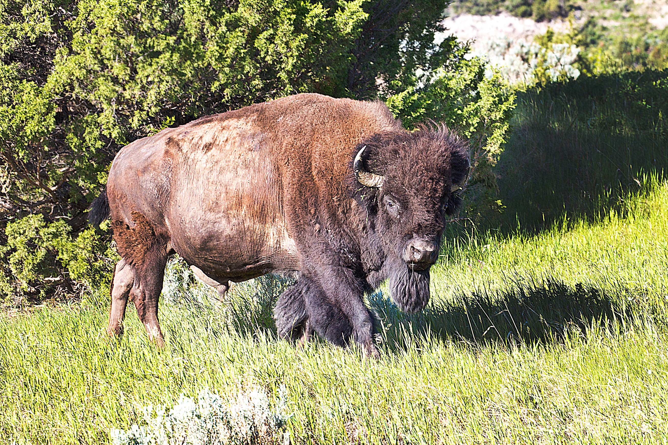 Bison