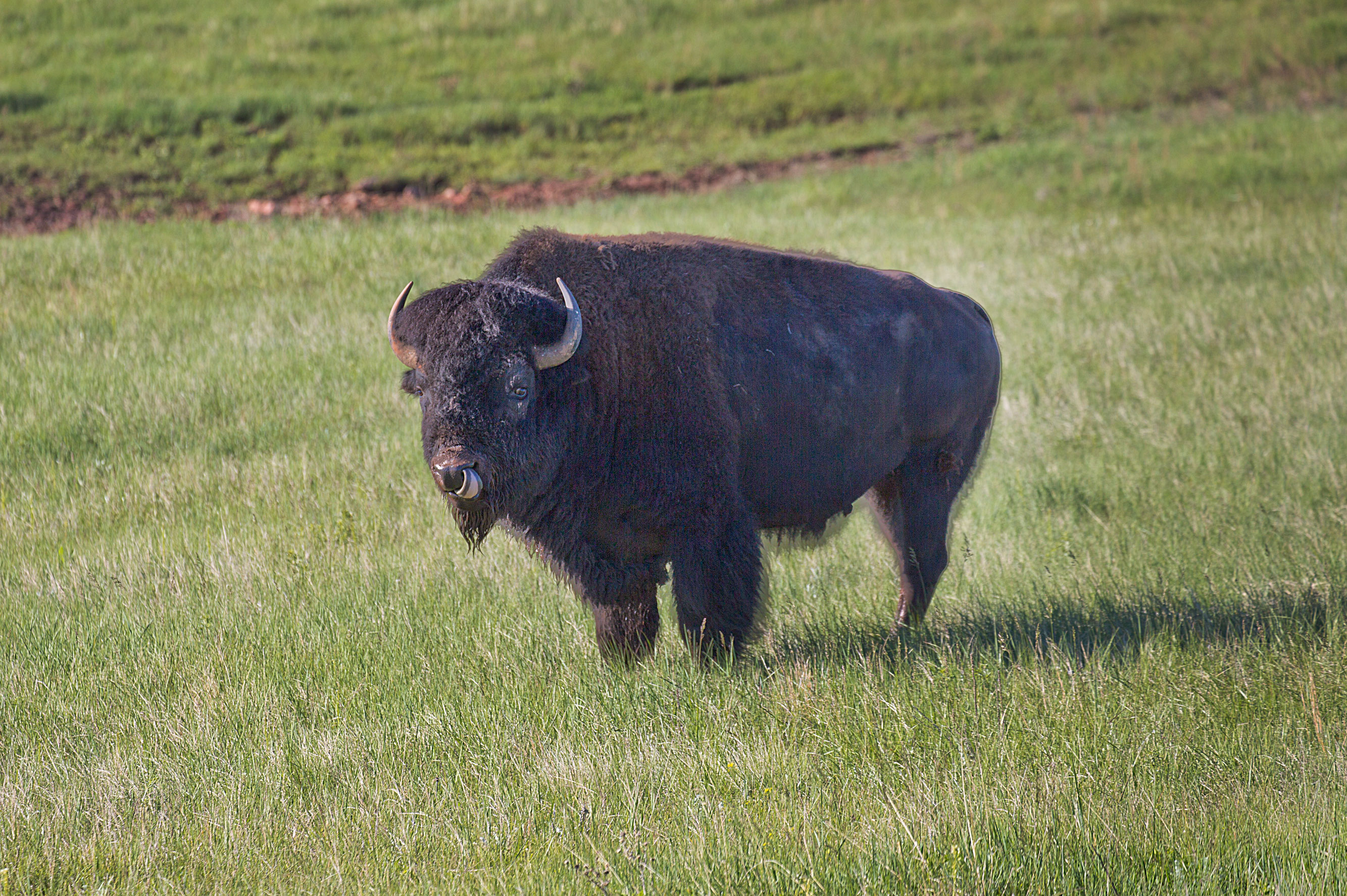 Bison on the Prairie Above Wind Cave