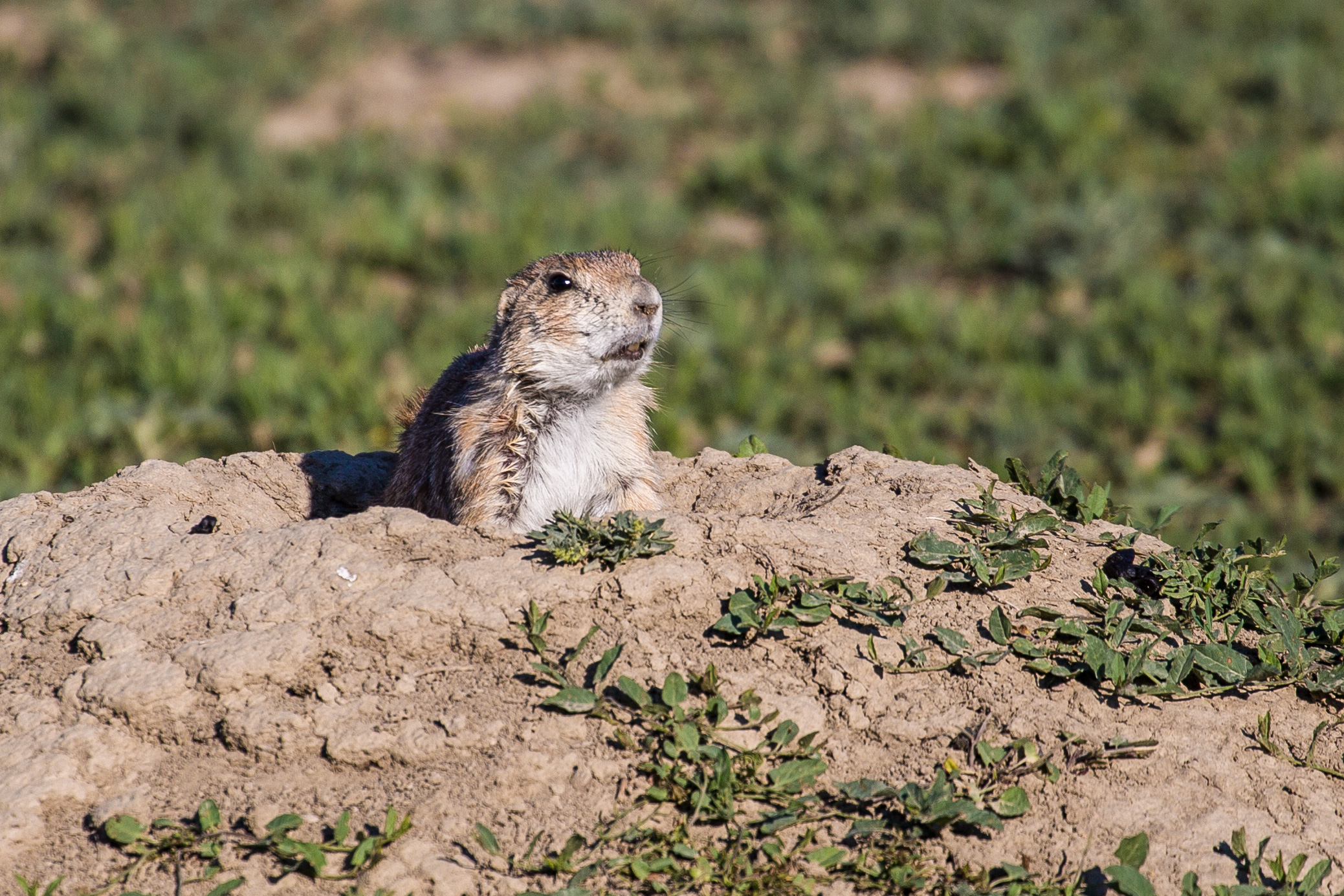 Prairie Dog at Theodore Roosevelt National Park