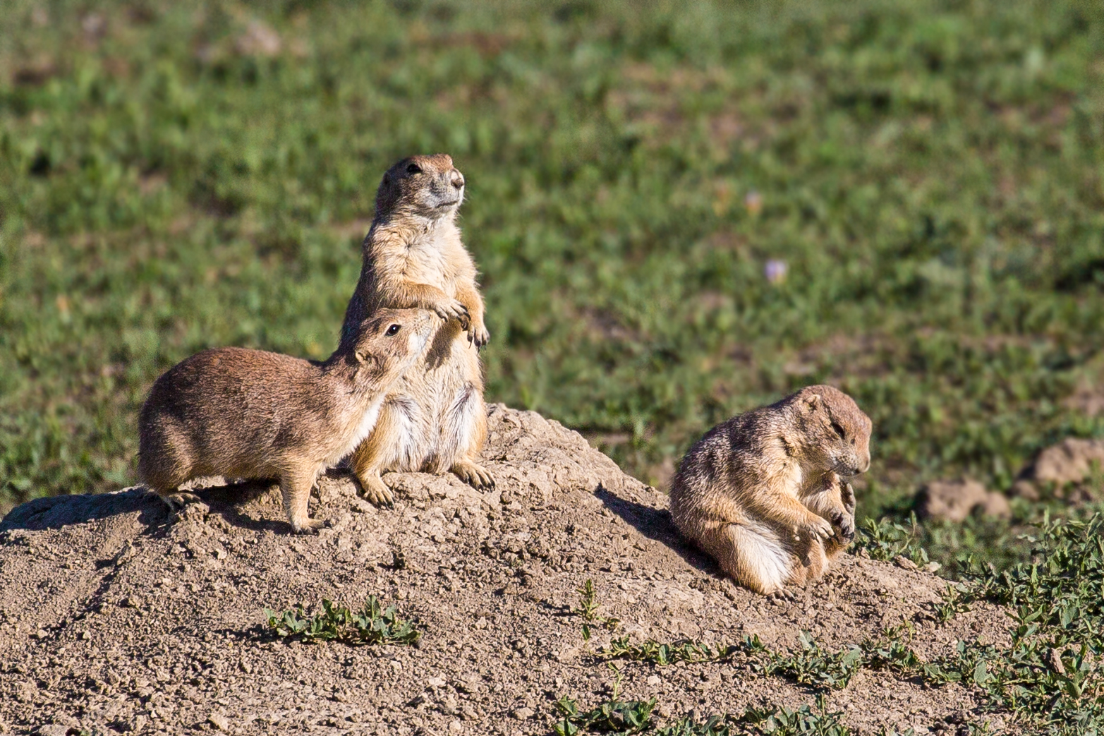 Prairie Dogs
