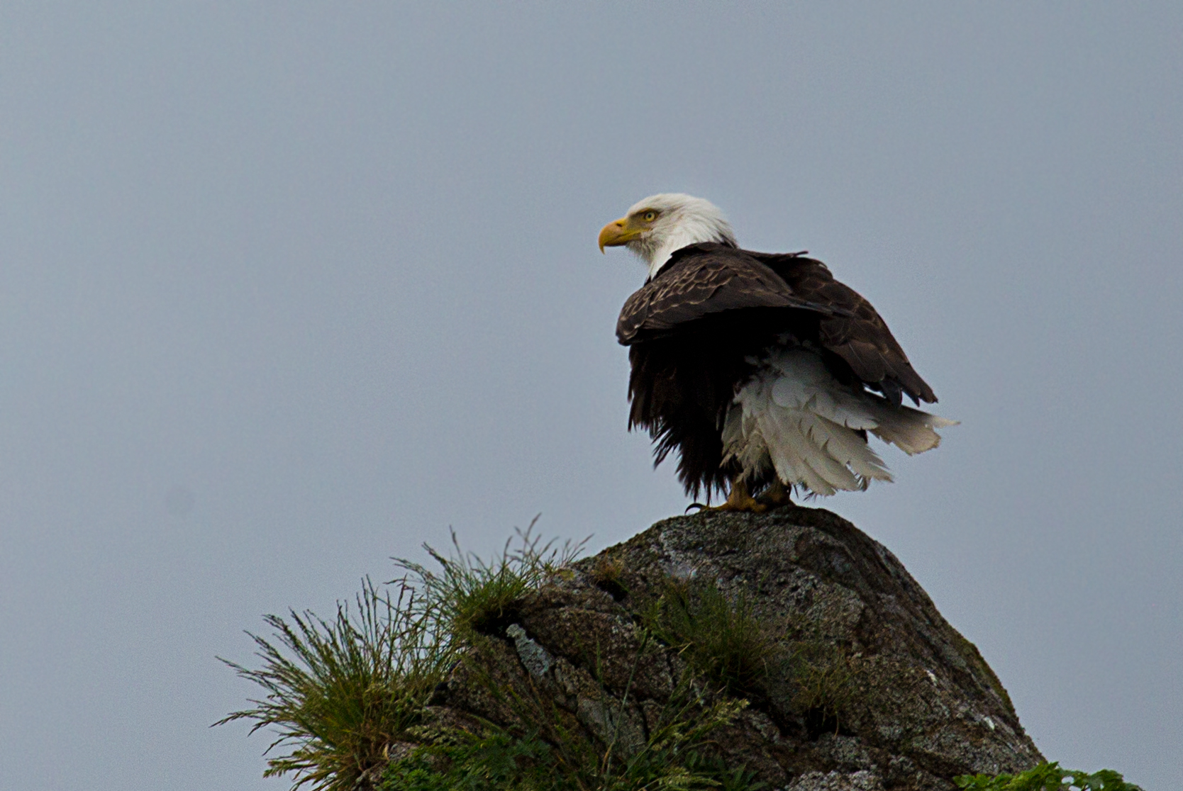 A Bald Eagle having a bad hair day