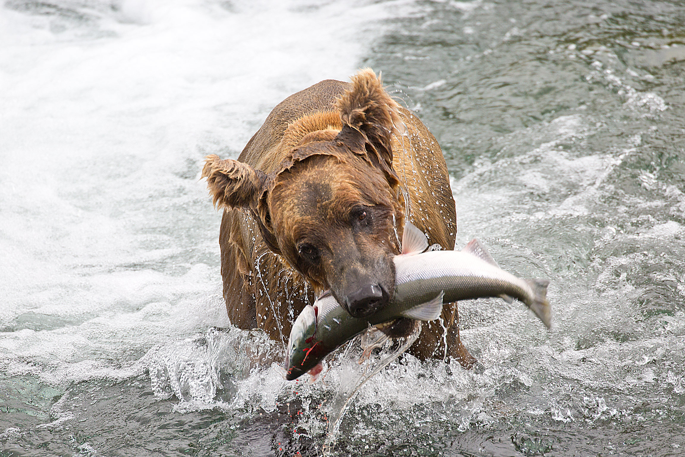 Bear catching Salmon