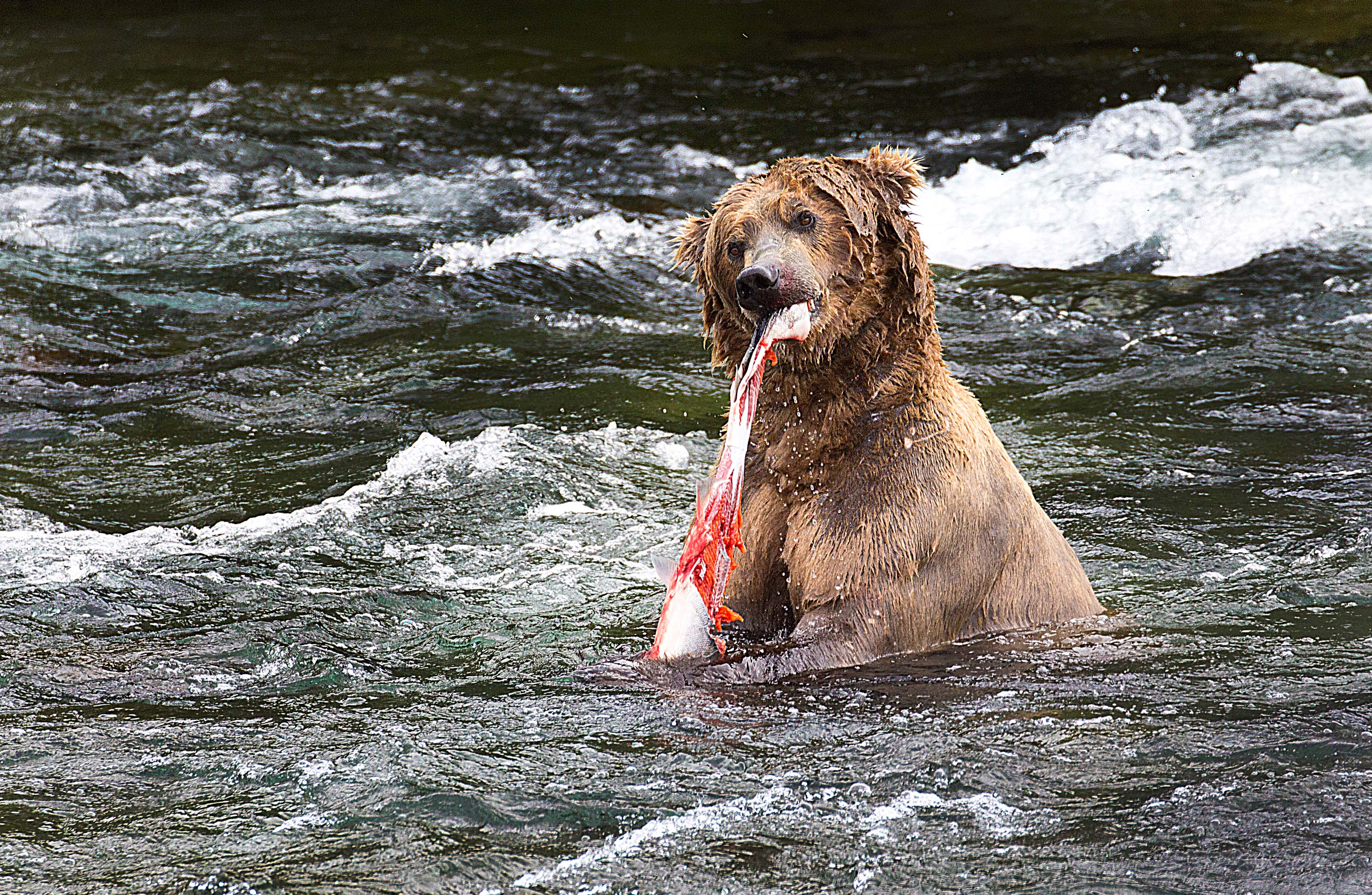 Delicious Meal for Bear