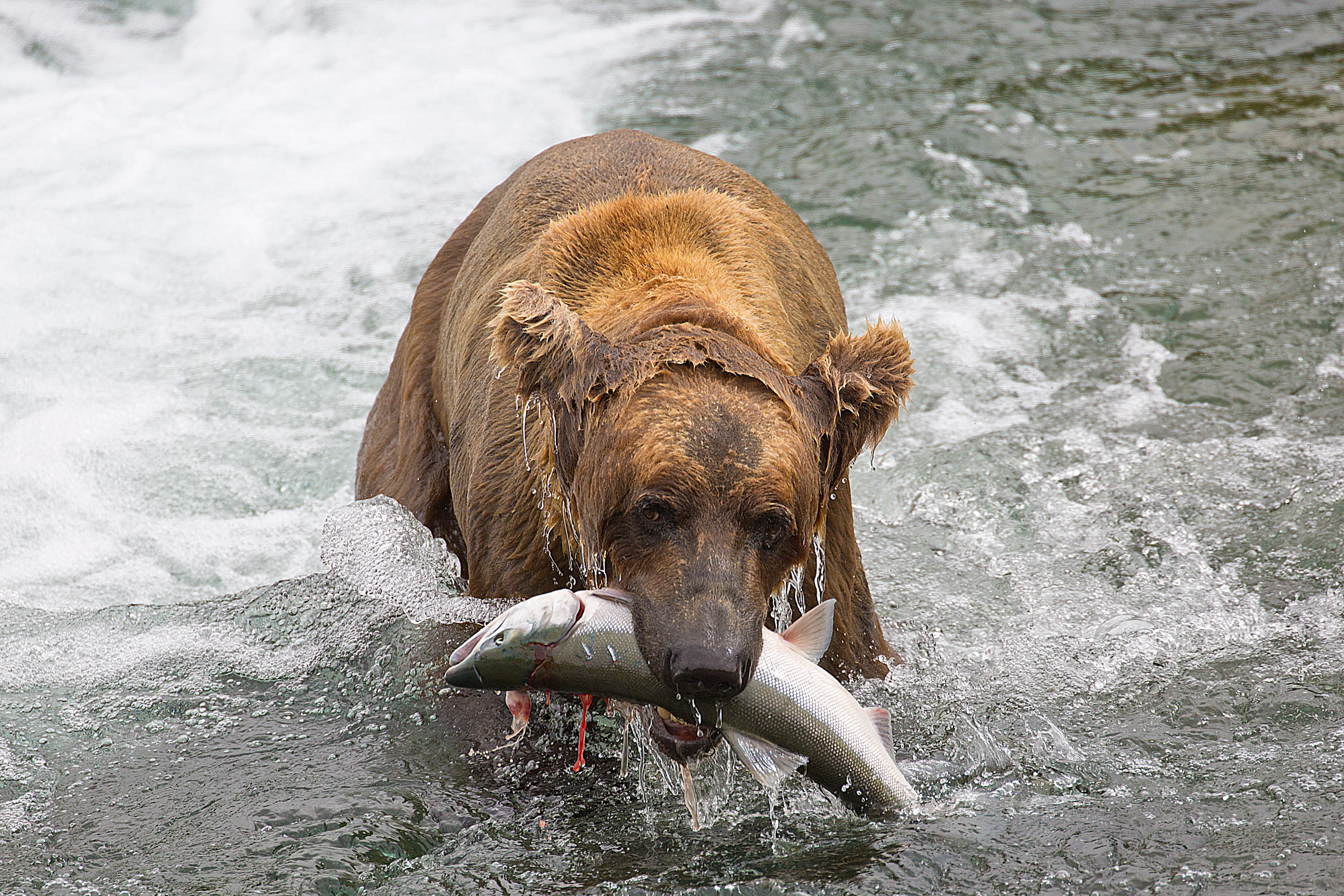 Bear Catching Salmon