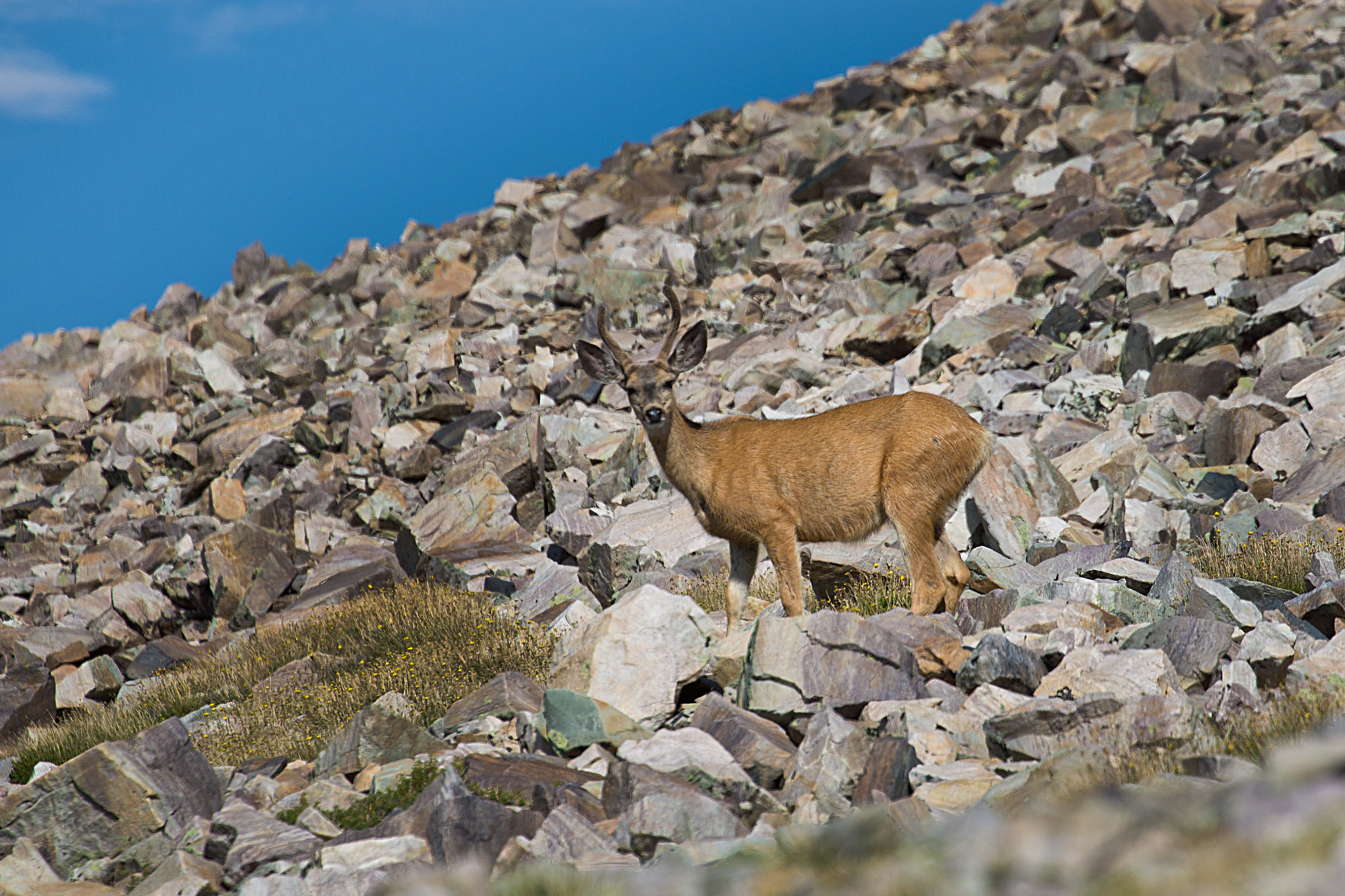A Deer Watches